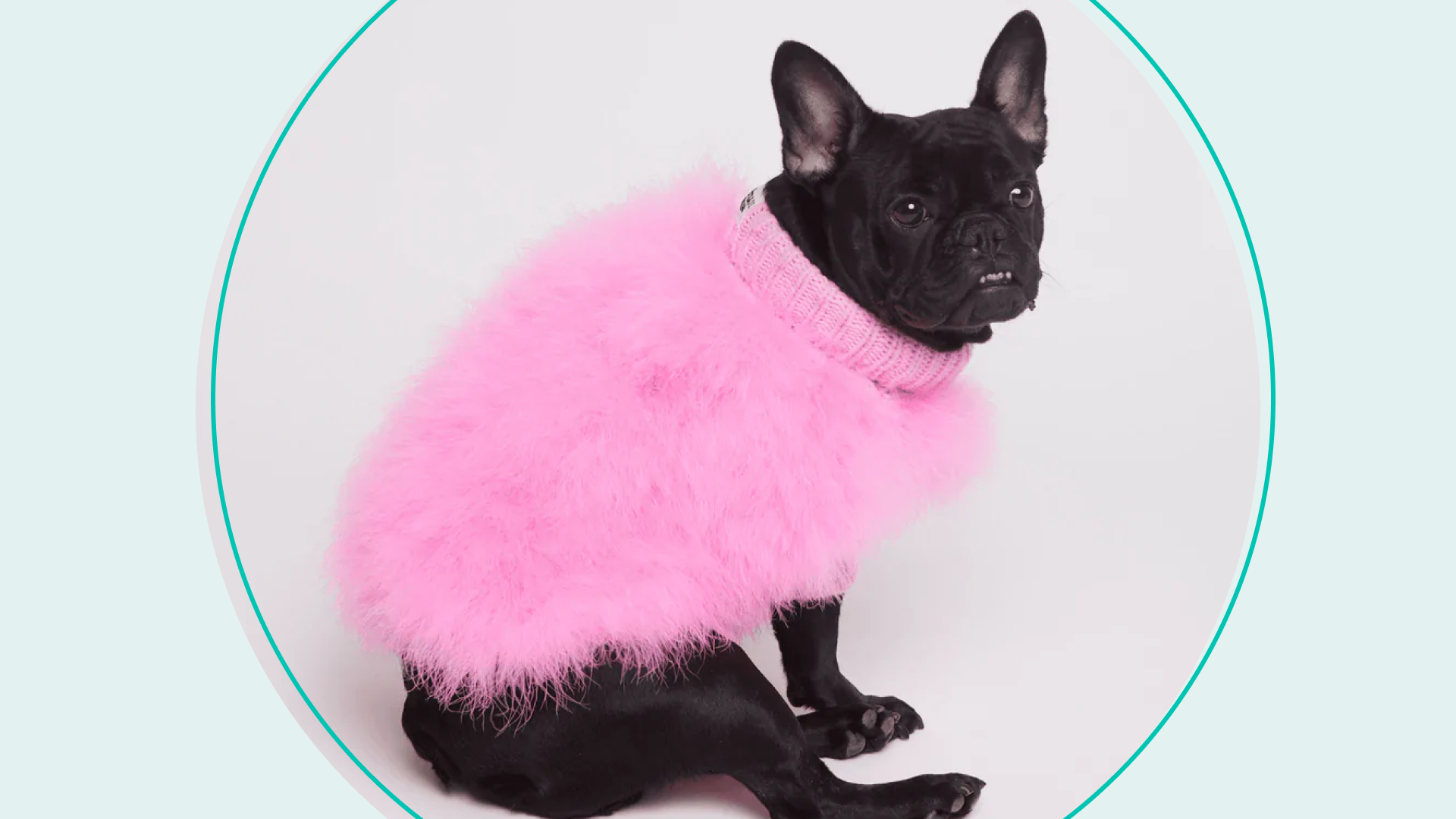 10 best pet clothes for your furry friend: Buyer's guide