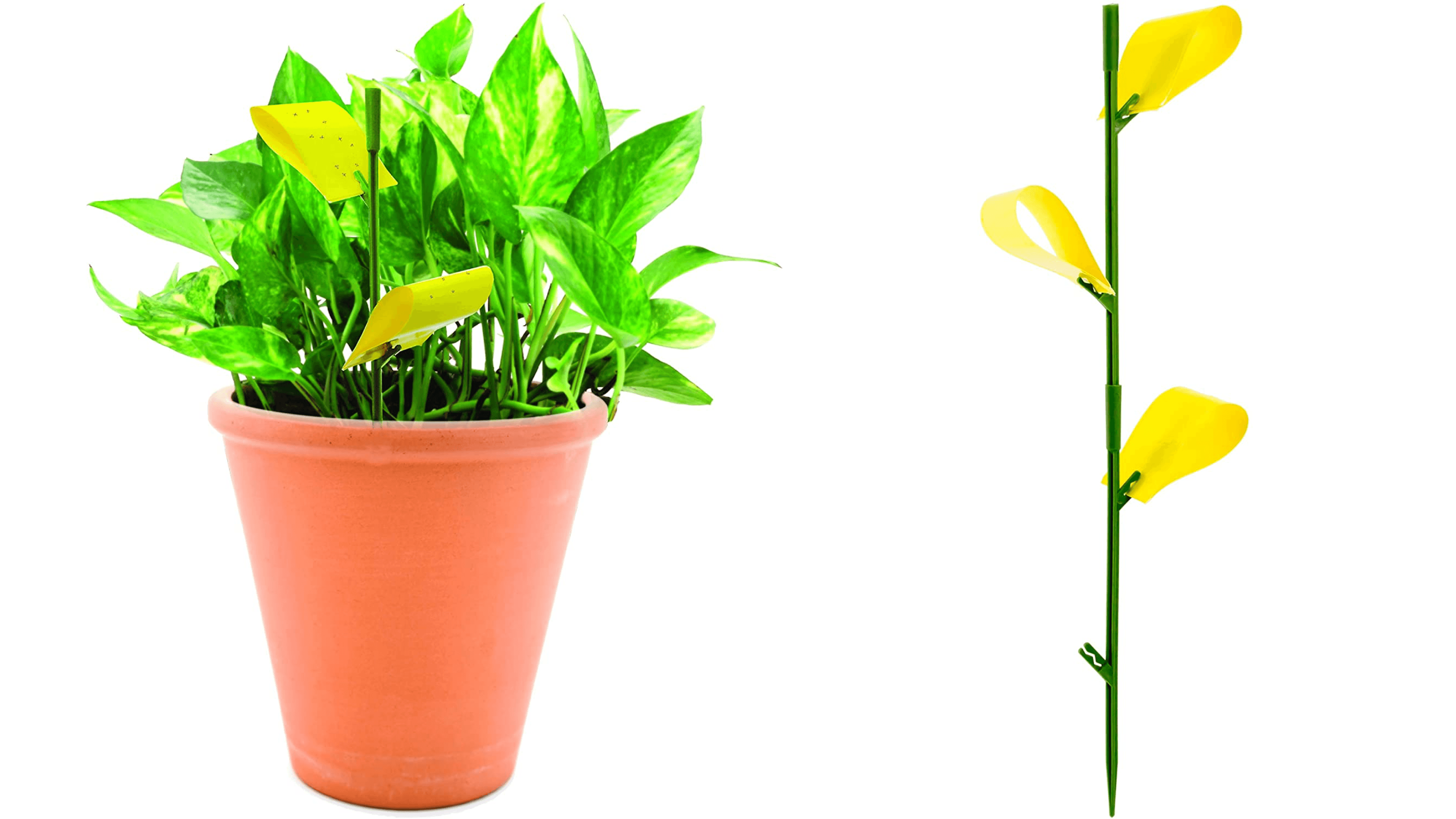 sticky tabs to catch insects