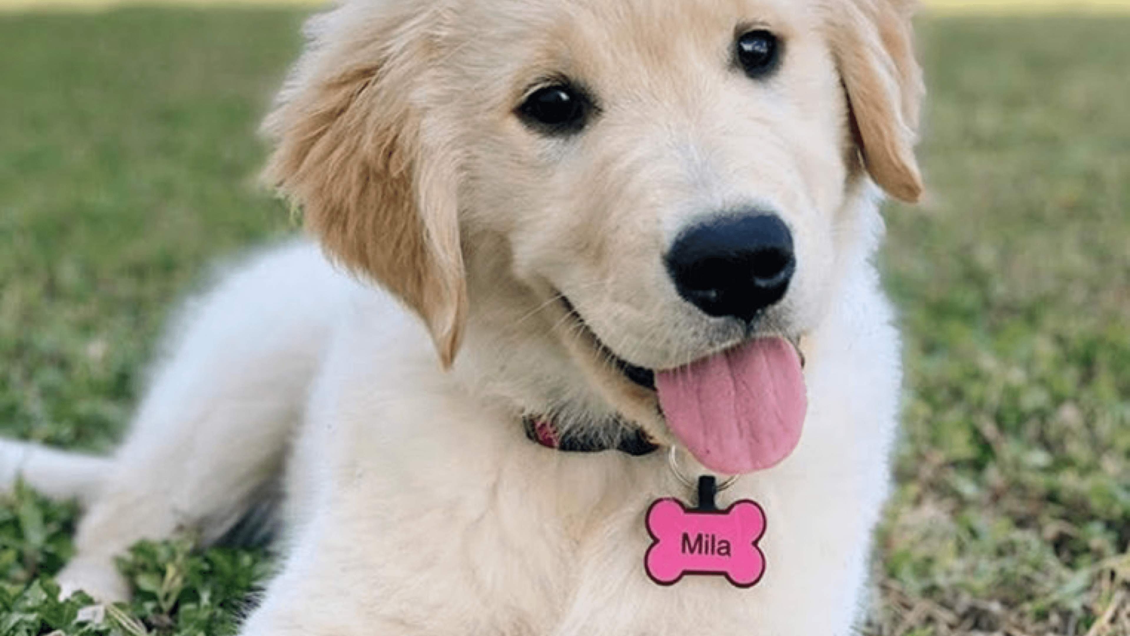 silent pet tag that doesn't jingle or make noise