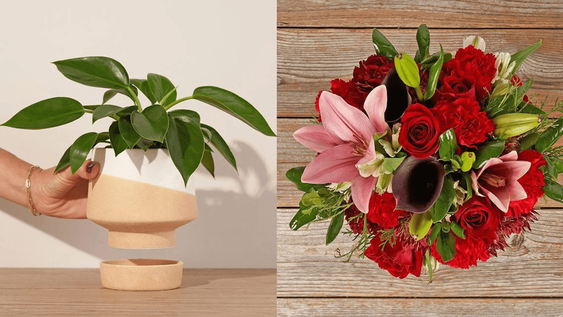 Plant, rose carnation bouquet