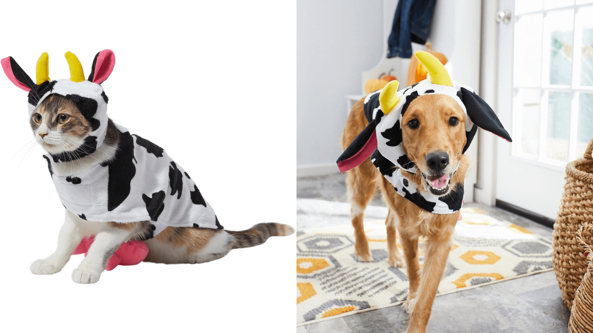 Dog costumes 