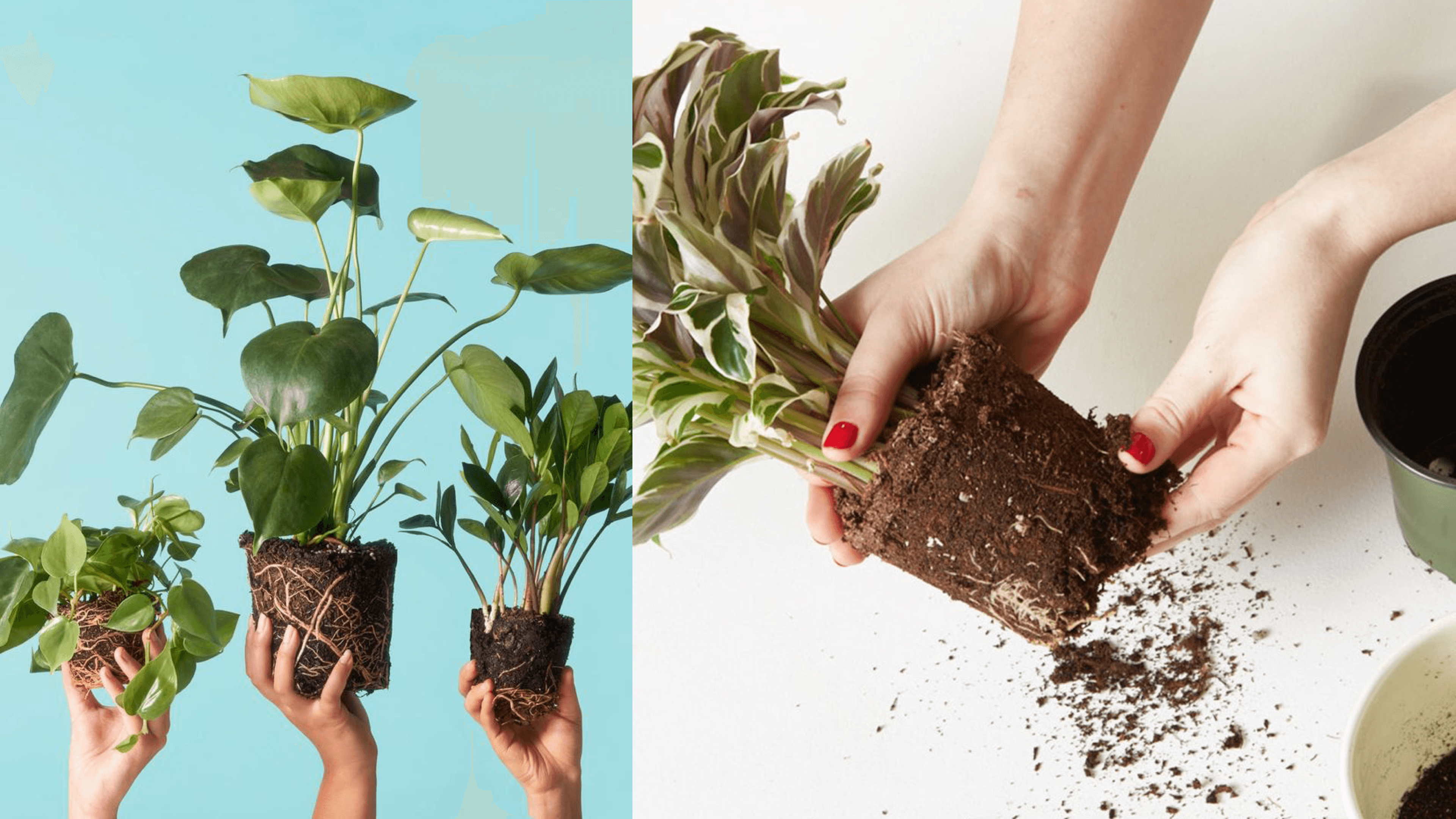 An online plant-care workshop