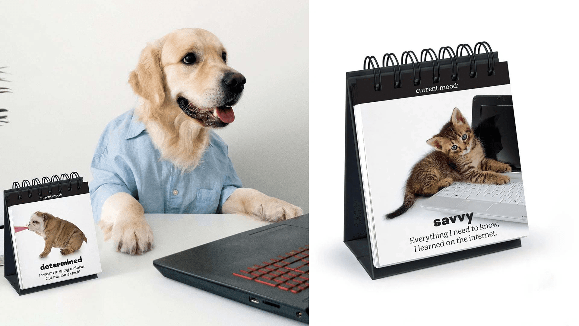 kitten desktop calendar