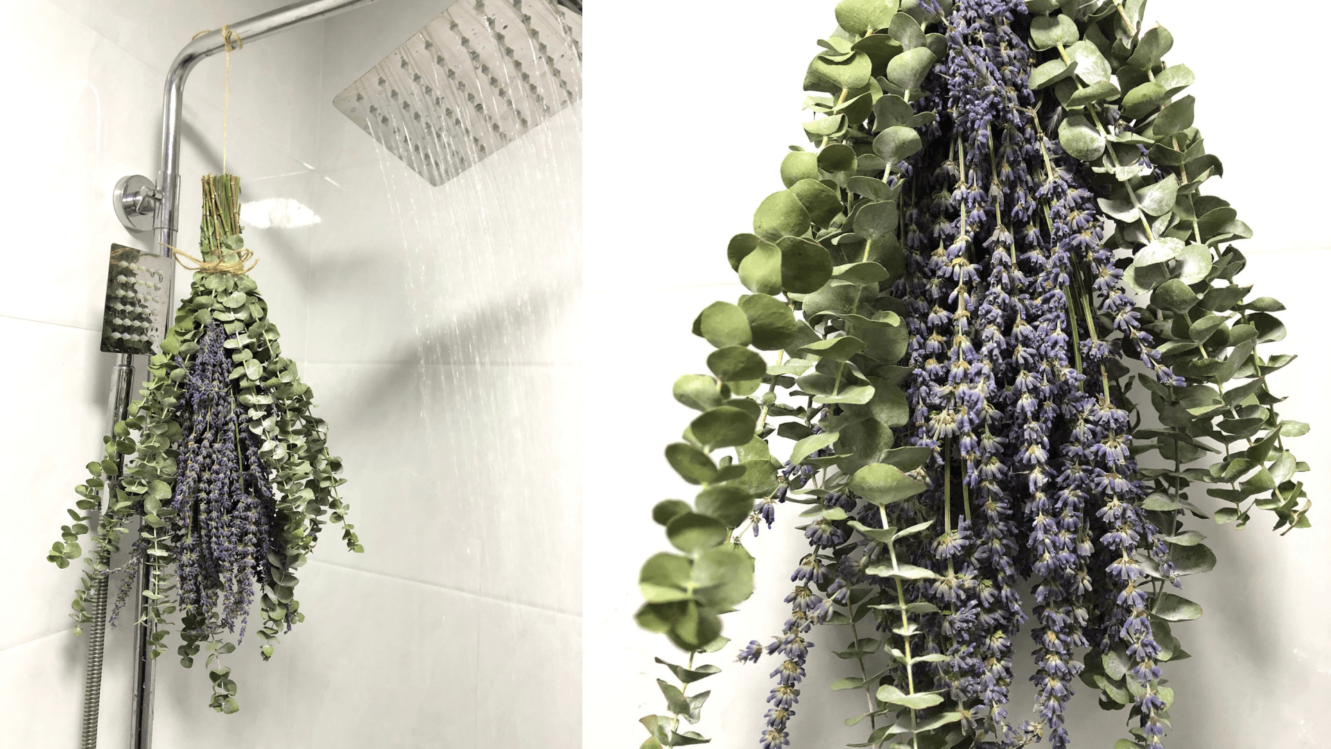 Eucalyptus shower bundle