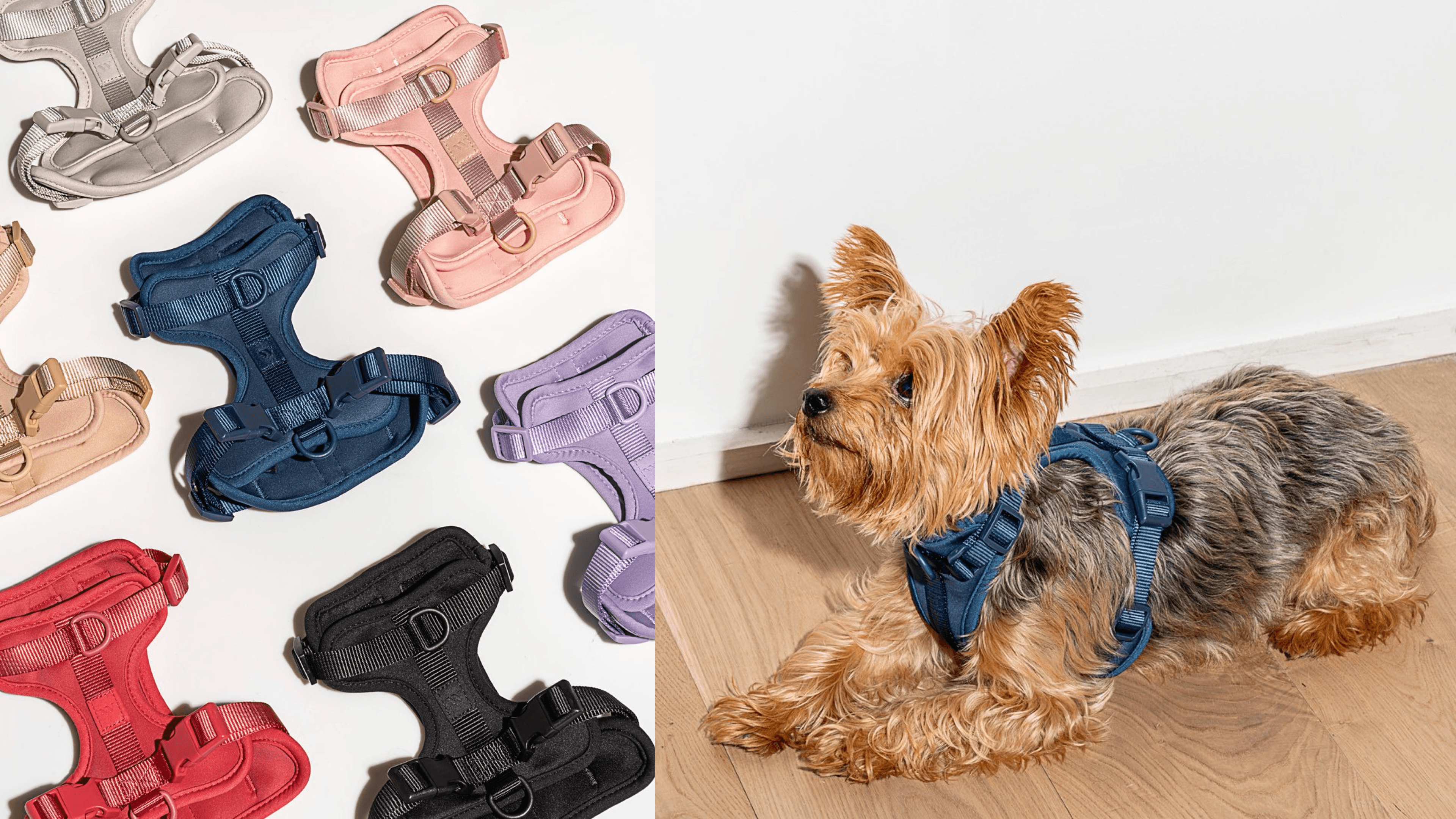 harness for dog walking 