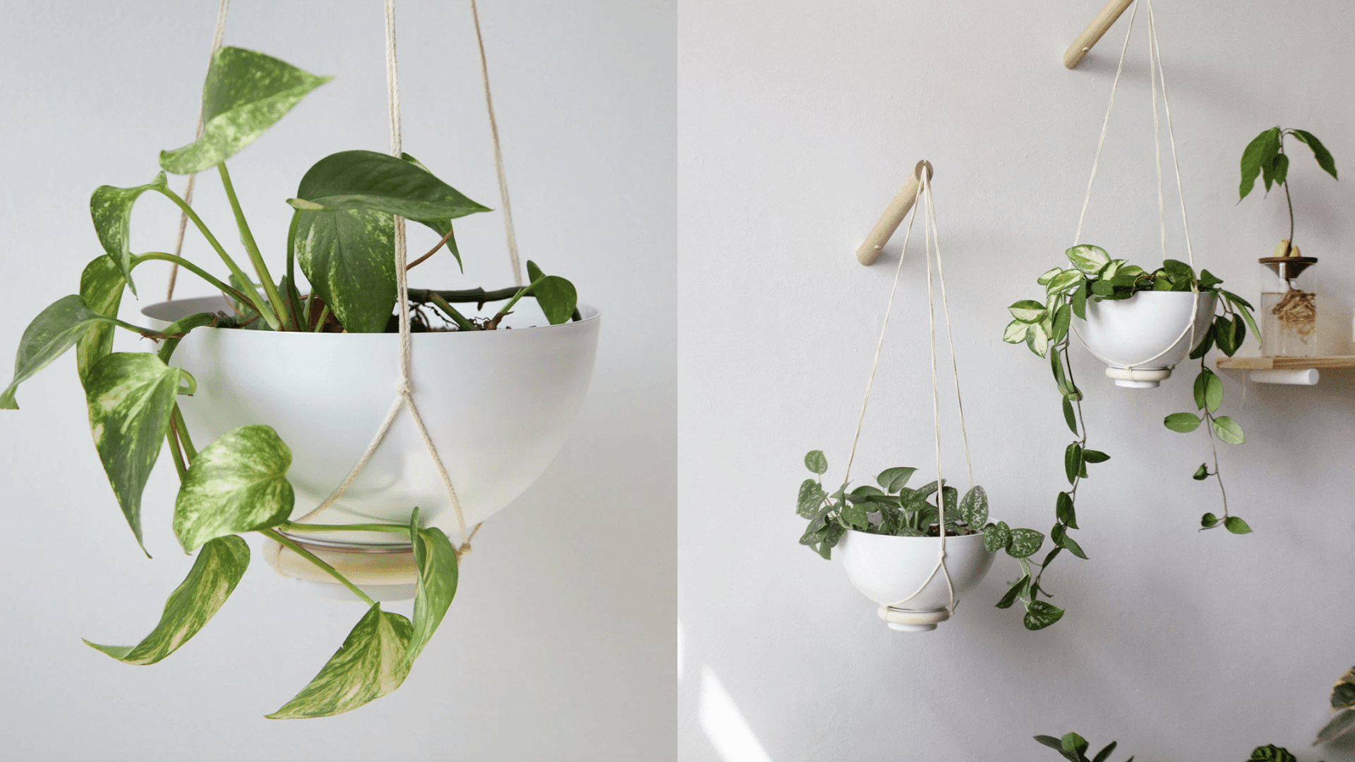 Plant Aesthetic the sill