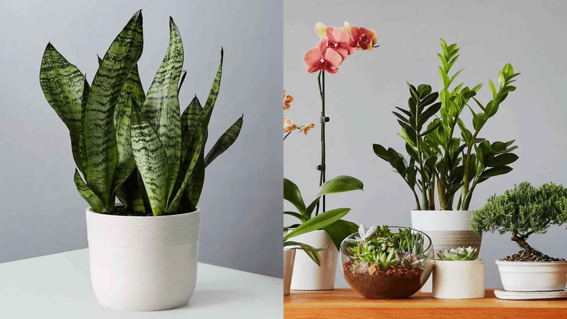 Plants.com Memorial Day sale 