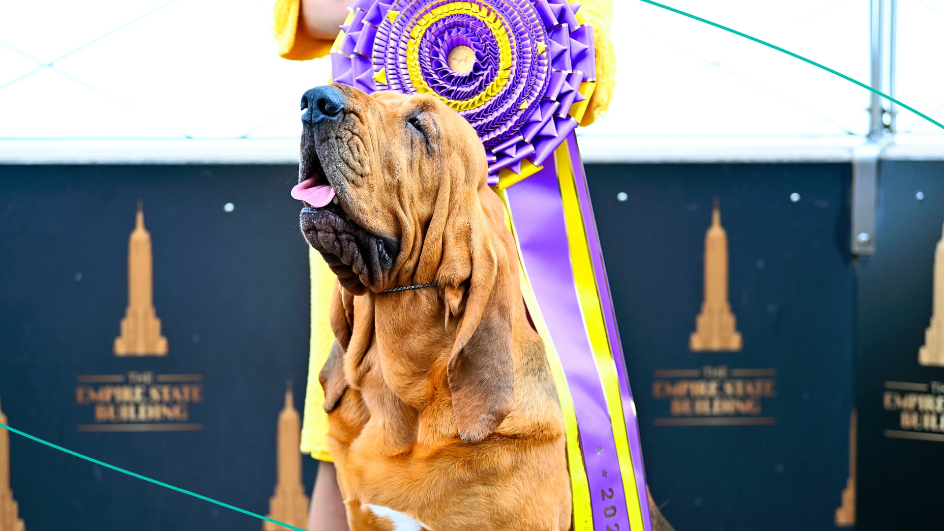 Trumpet dog show. winner