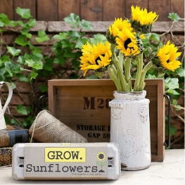 sunflower kit