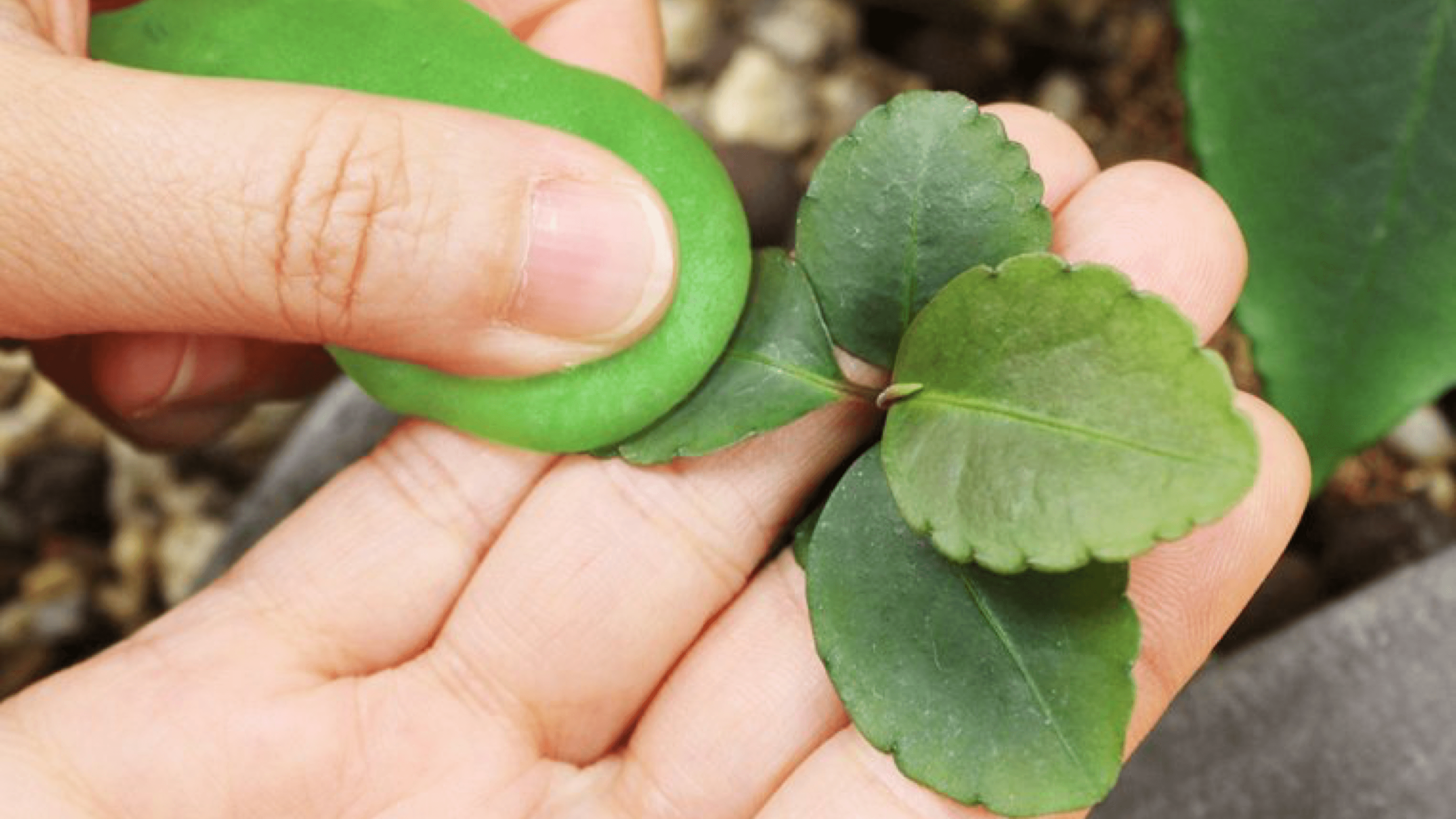 cleaning putty for plant leaves