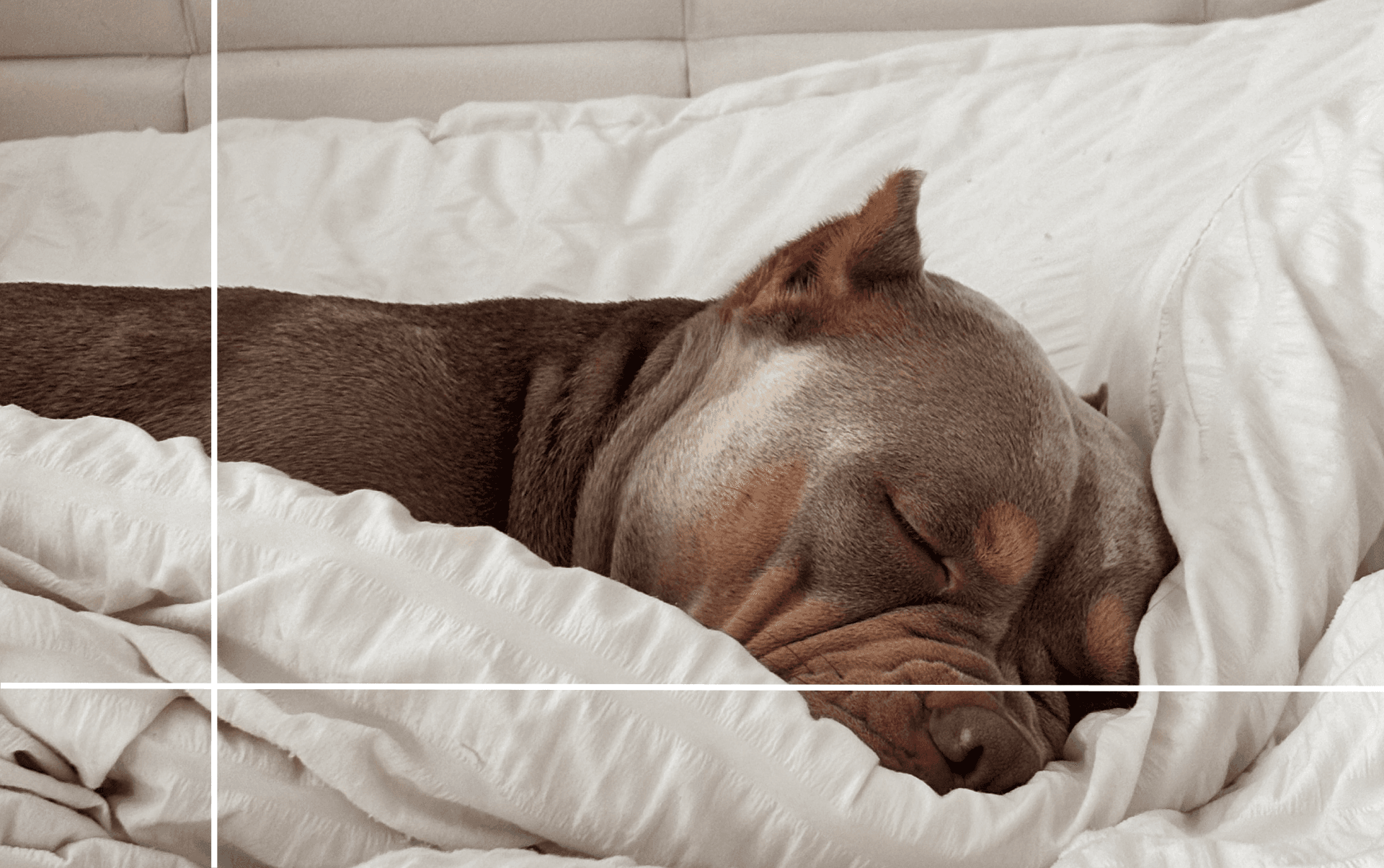 sleeping dog