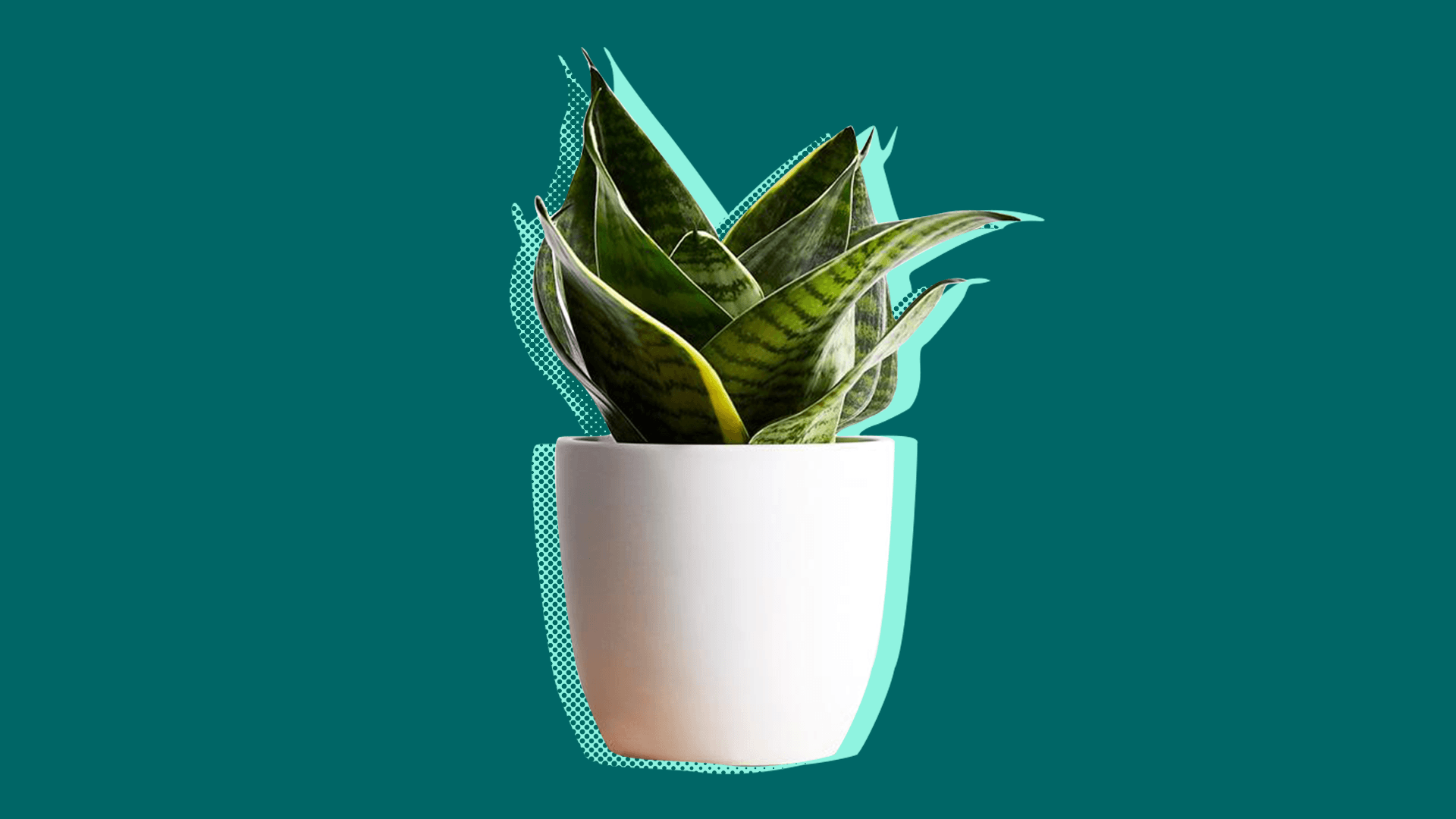 snake plant