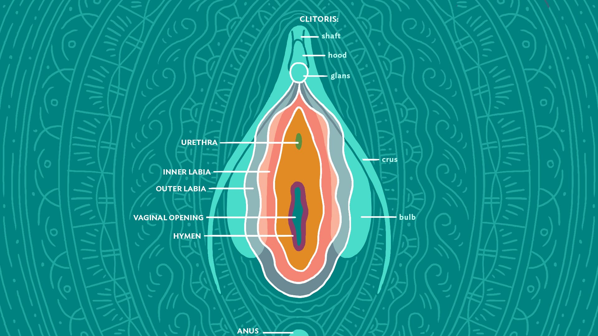 Illustration of the vulva with labeled inner and outer labia, clitoris, urethra, vaginal opening, and hymen.