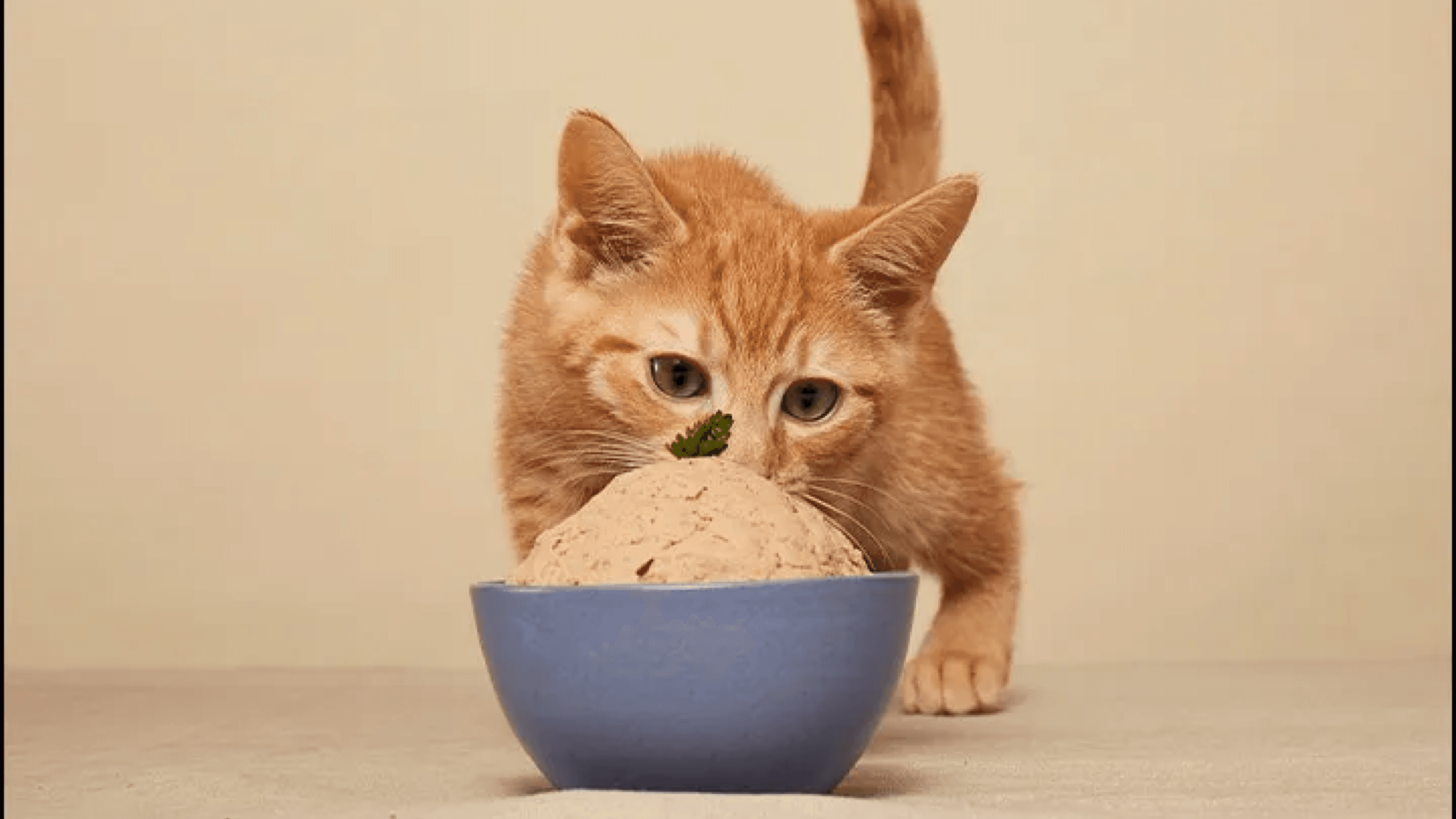 food subscription for cats