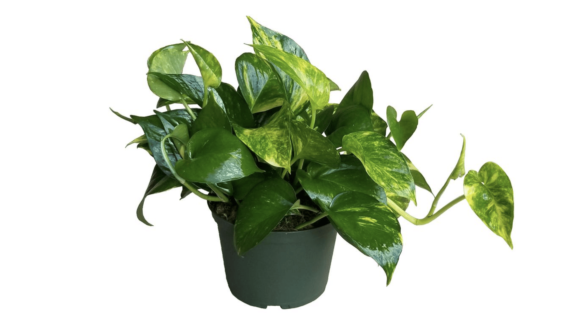 Golden pothos