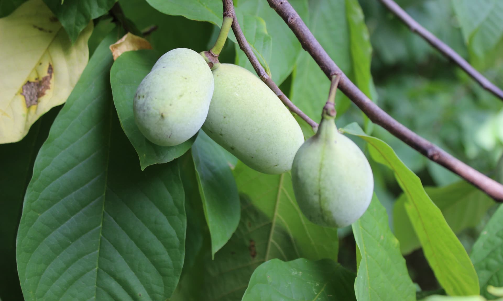 Pawpaw