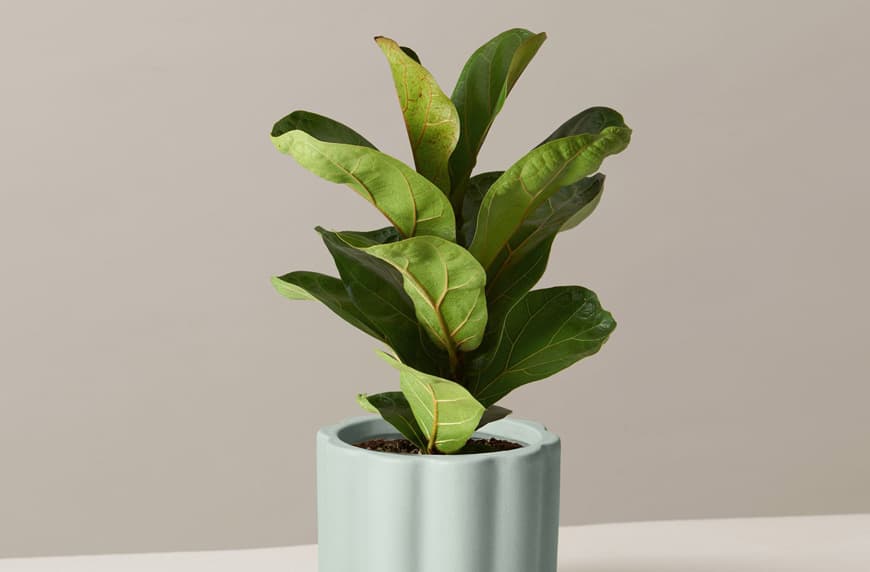 fiddle leaf fig plant care