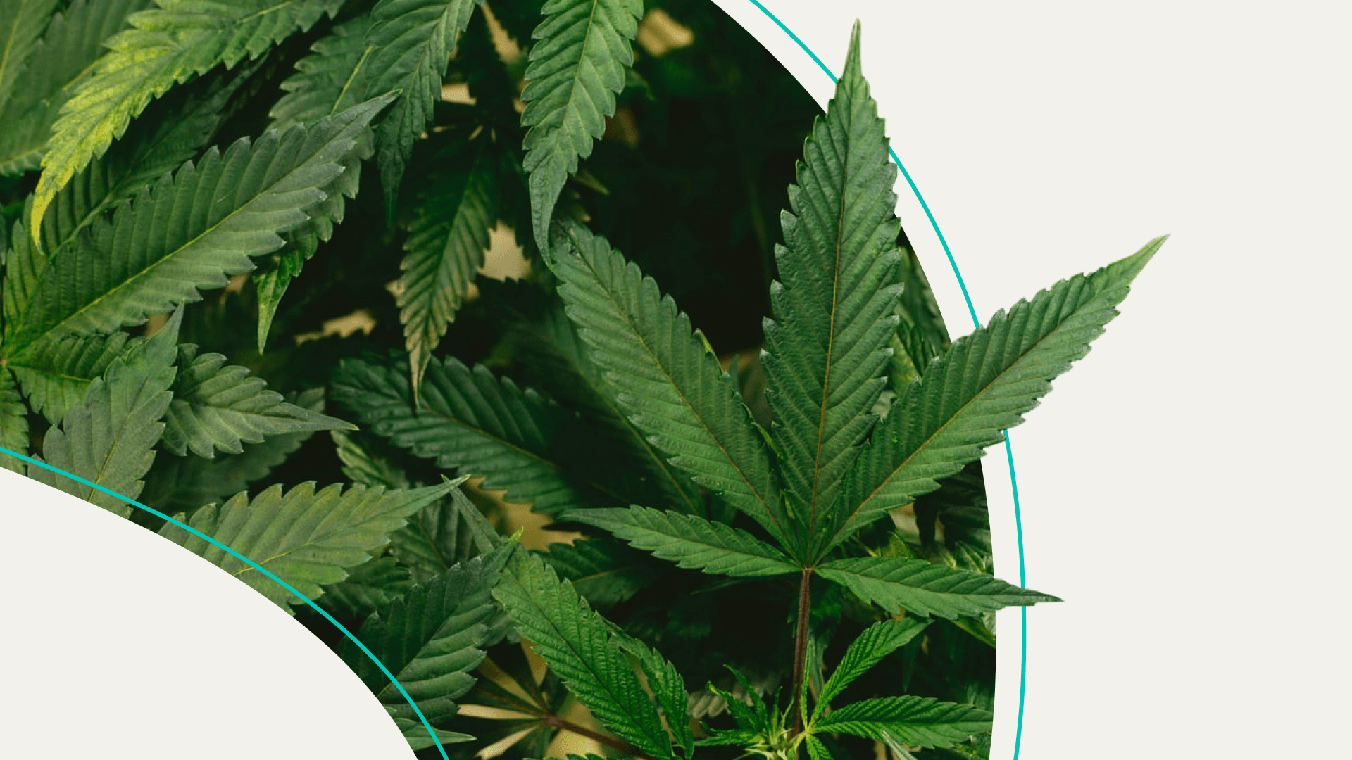 Legalizing Marijuana