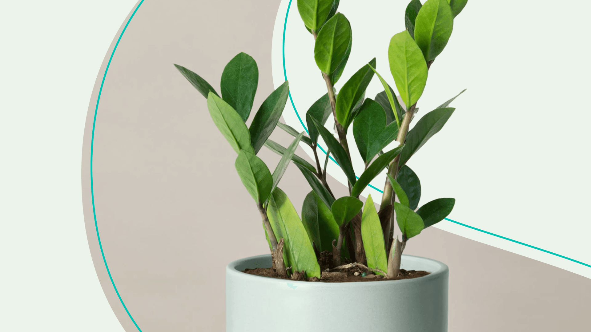 What to Buy If You’re New to Plant Parenthood