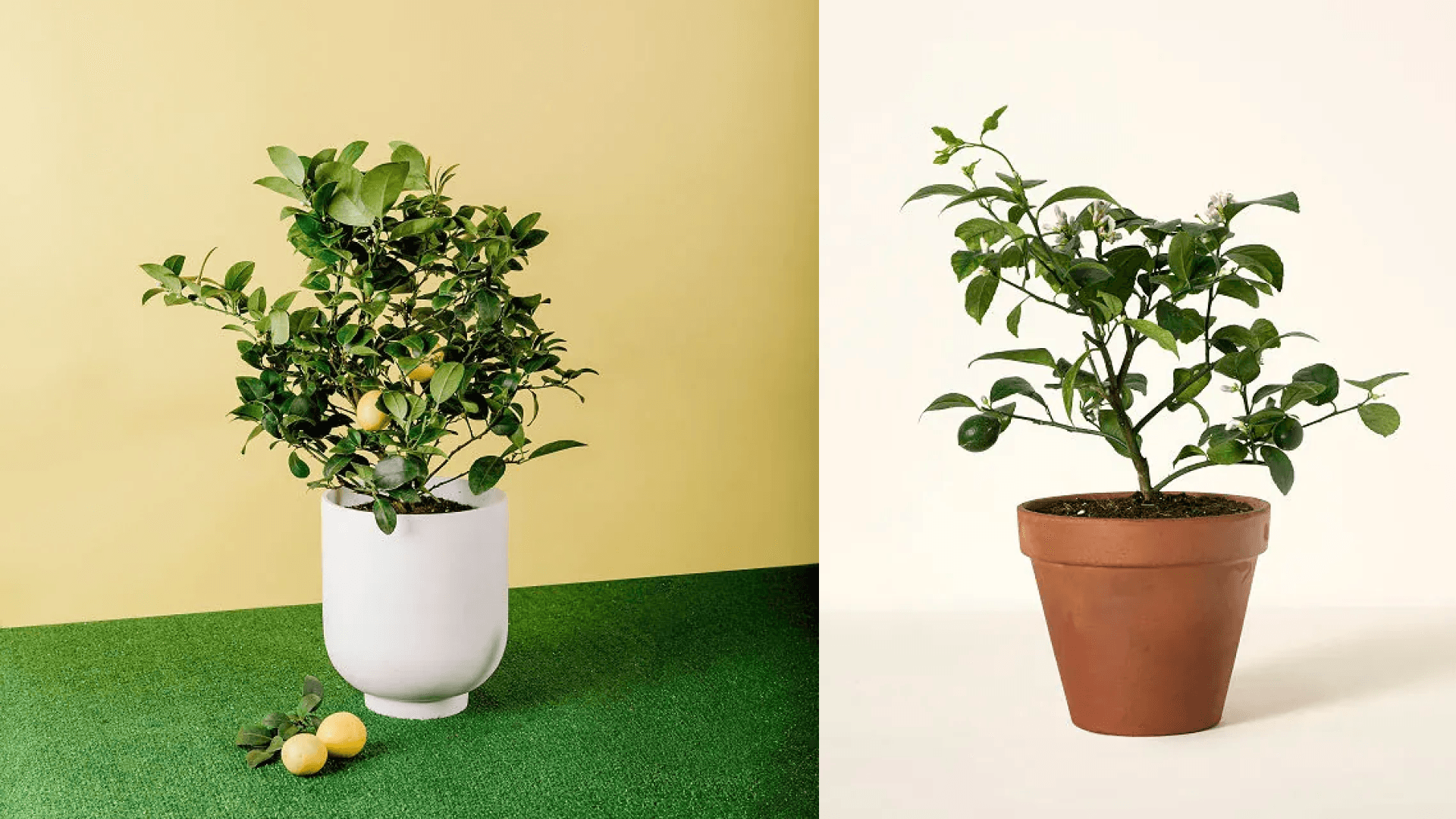 lemon-tree