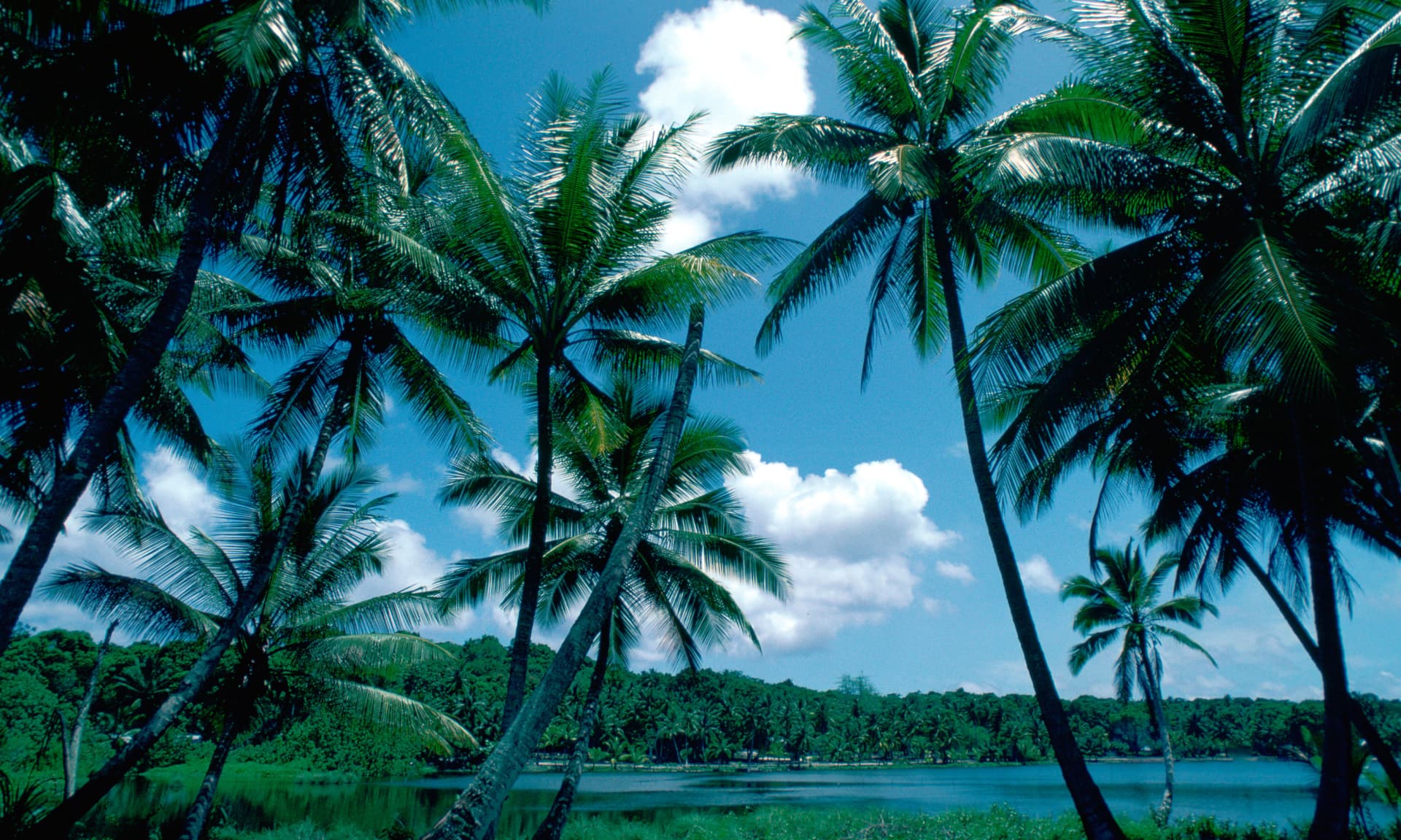 palm trees