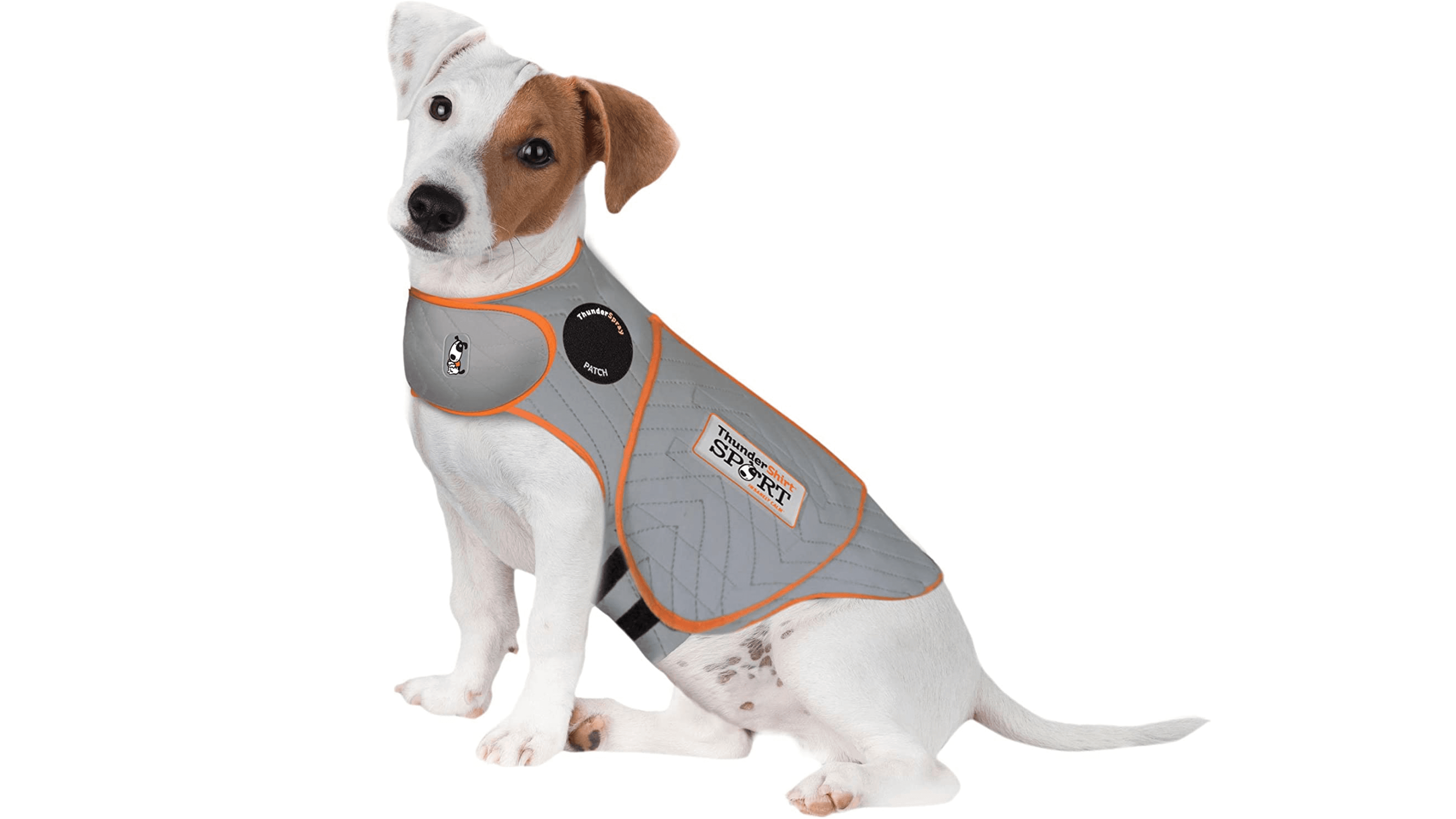 Dog with Anxiety grey jacket on