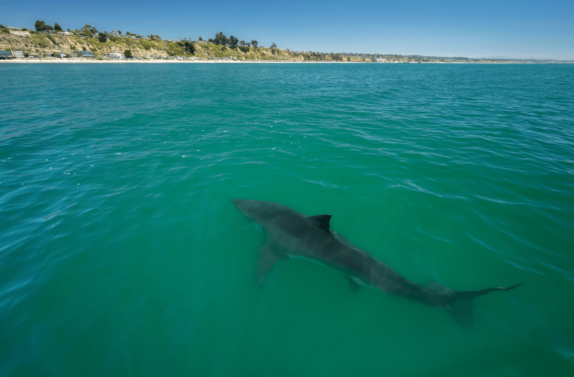 Great white shark swims off the coast of Monterey Bay, California.