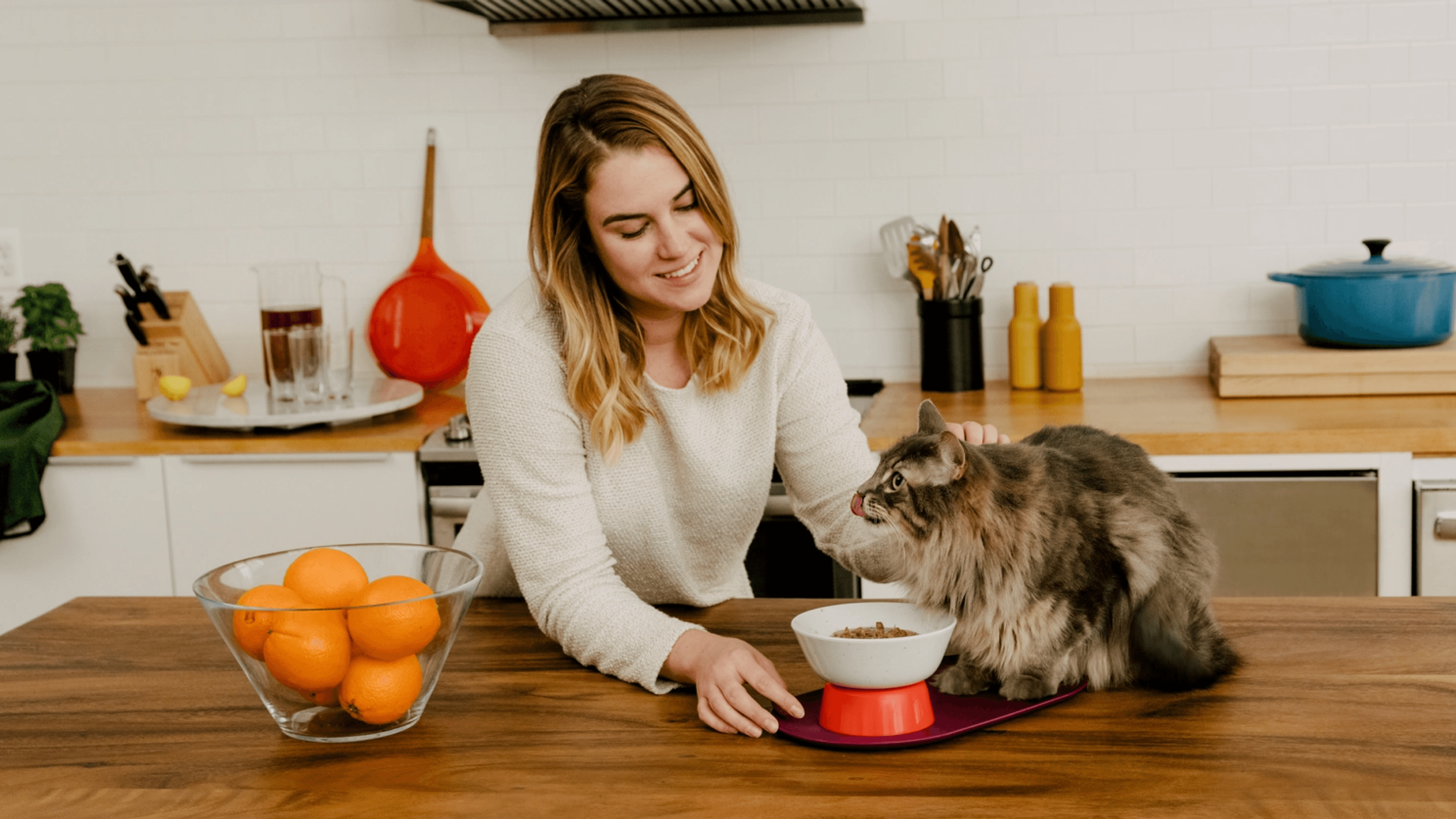 wet and dry cat food subscription