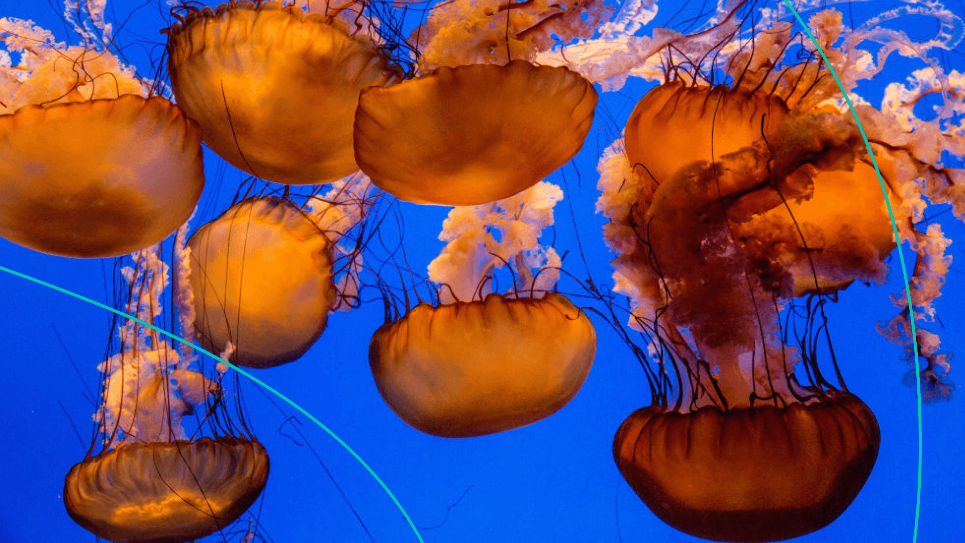 Jellyfish with a blue background