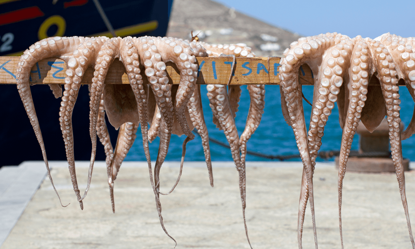 Octopus and an ocean view