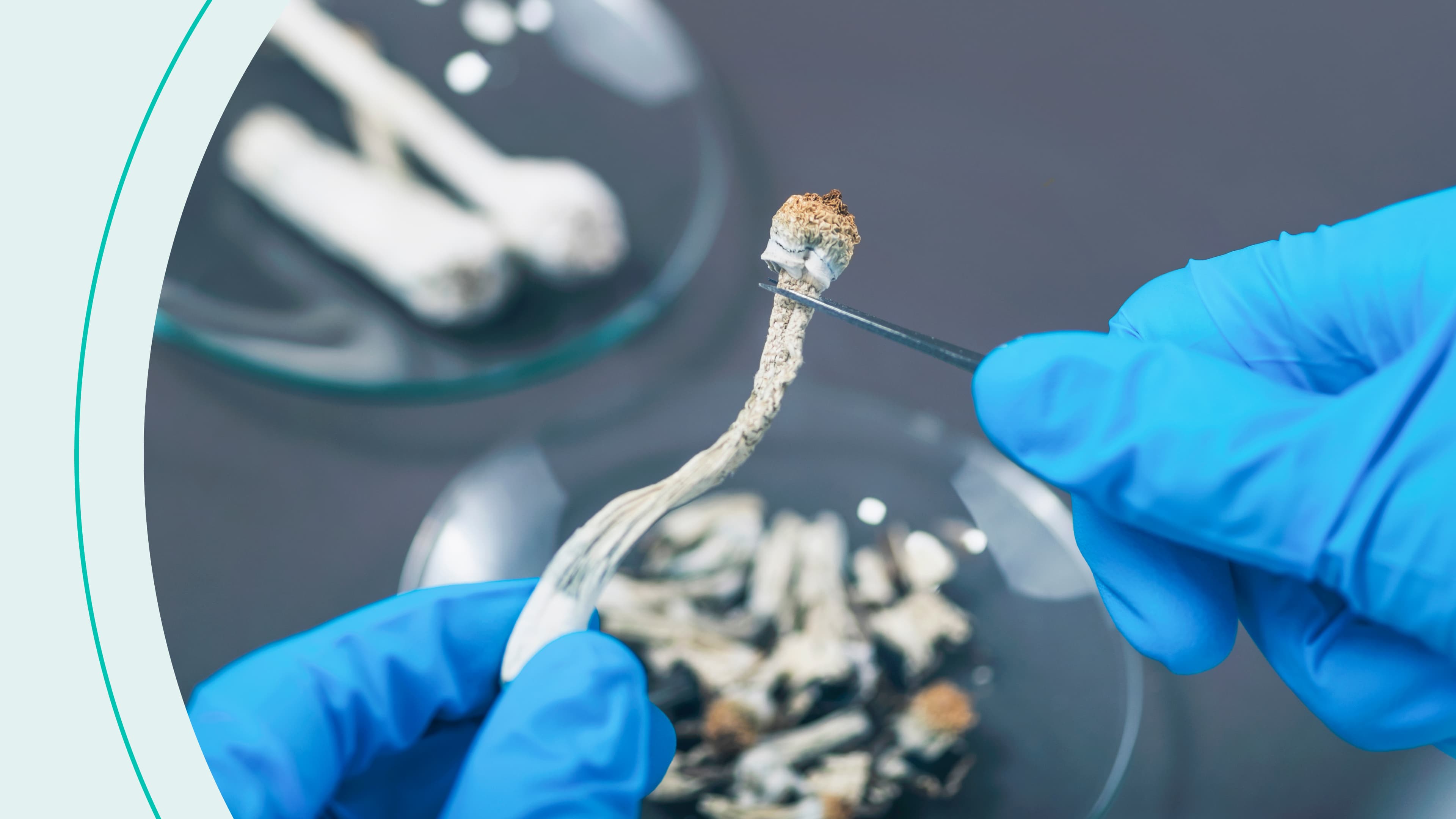 Preparing micro doses of psilocybin, a derivative from of magic mushrooms.