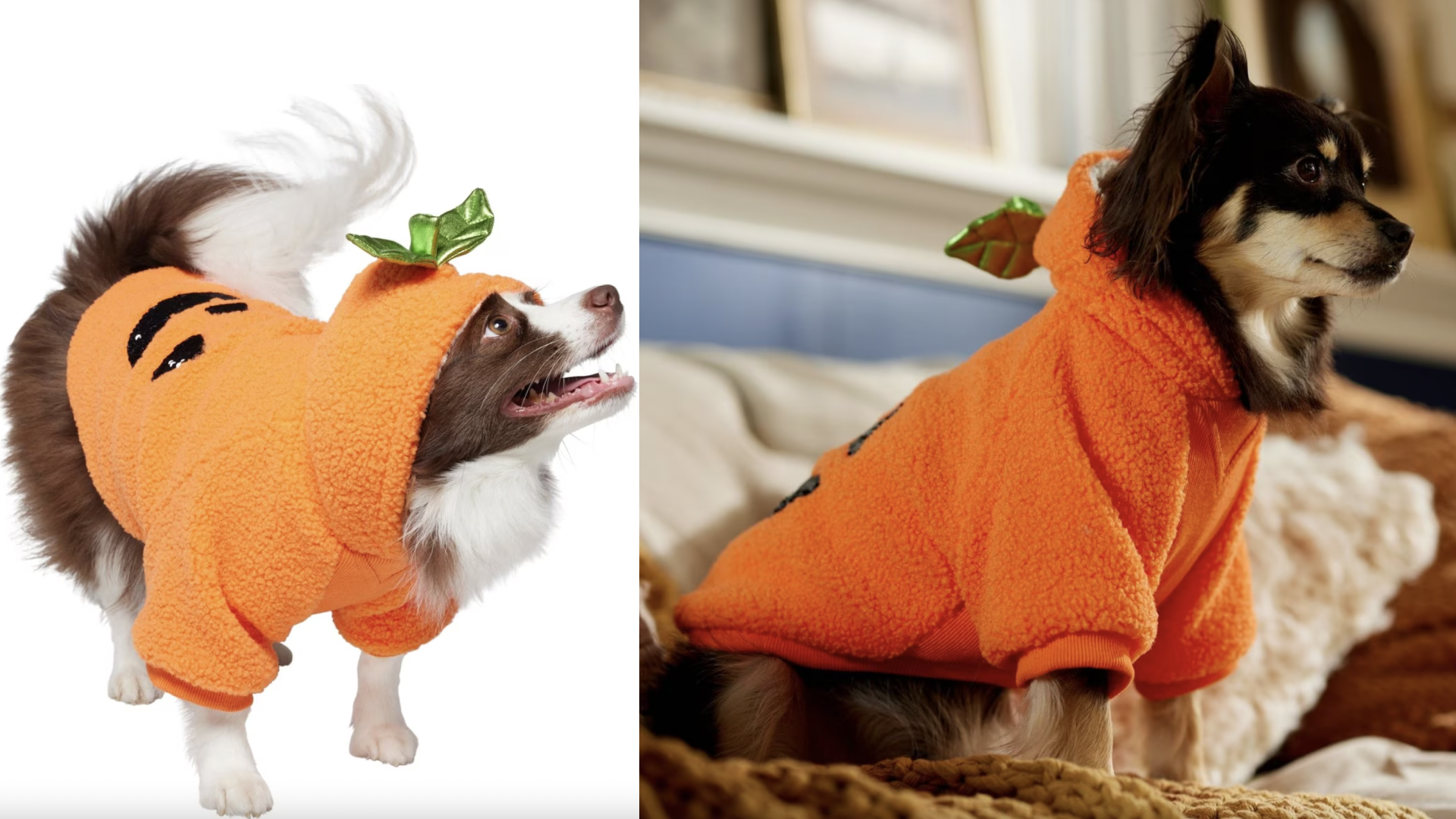 pumpkin-themed halloween dog sweater