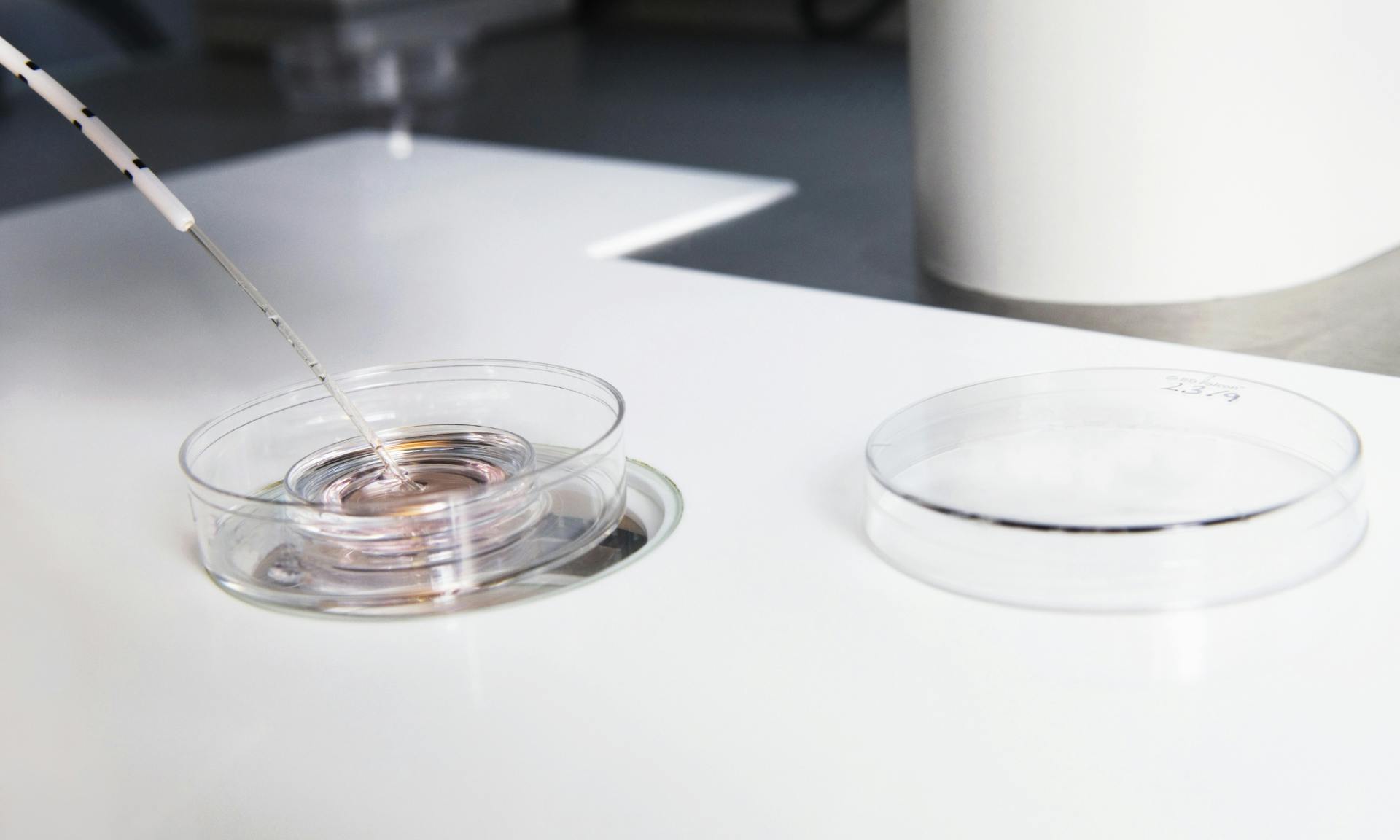 Embryos being fertilized in a lab