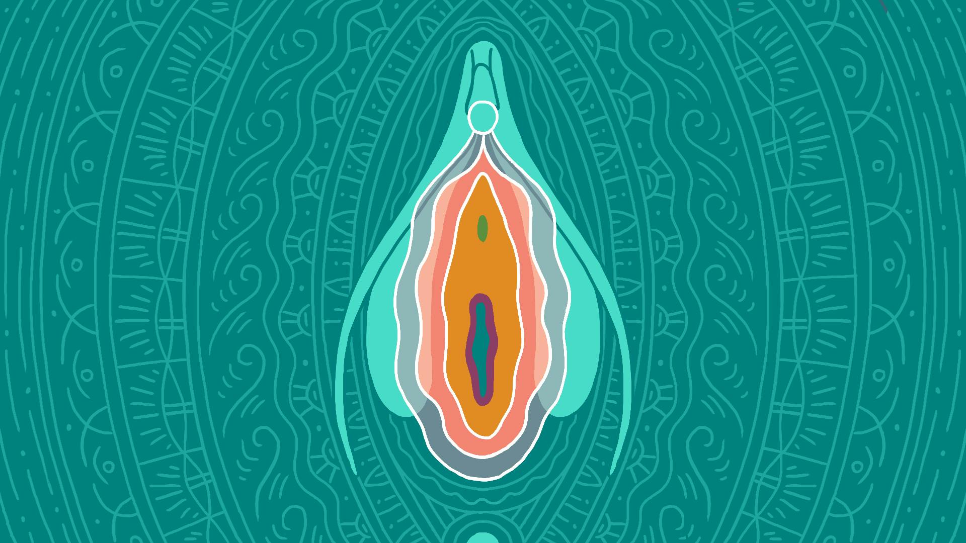 Illustration of the vulva, including the vagina, labia, and clitoris