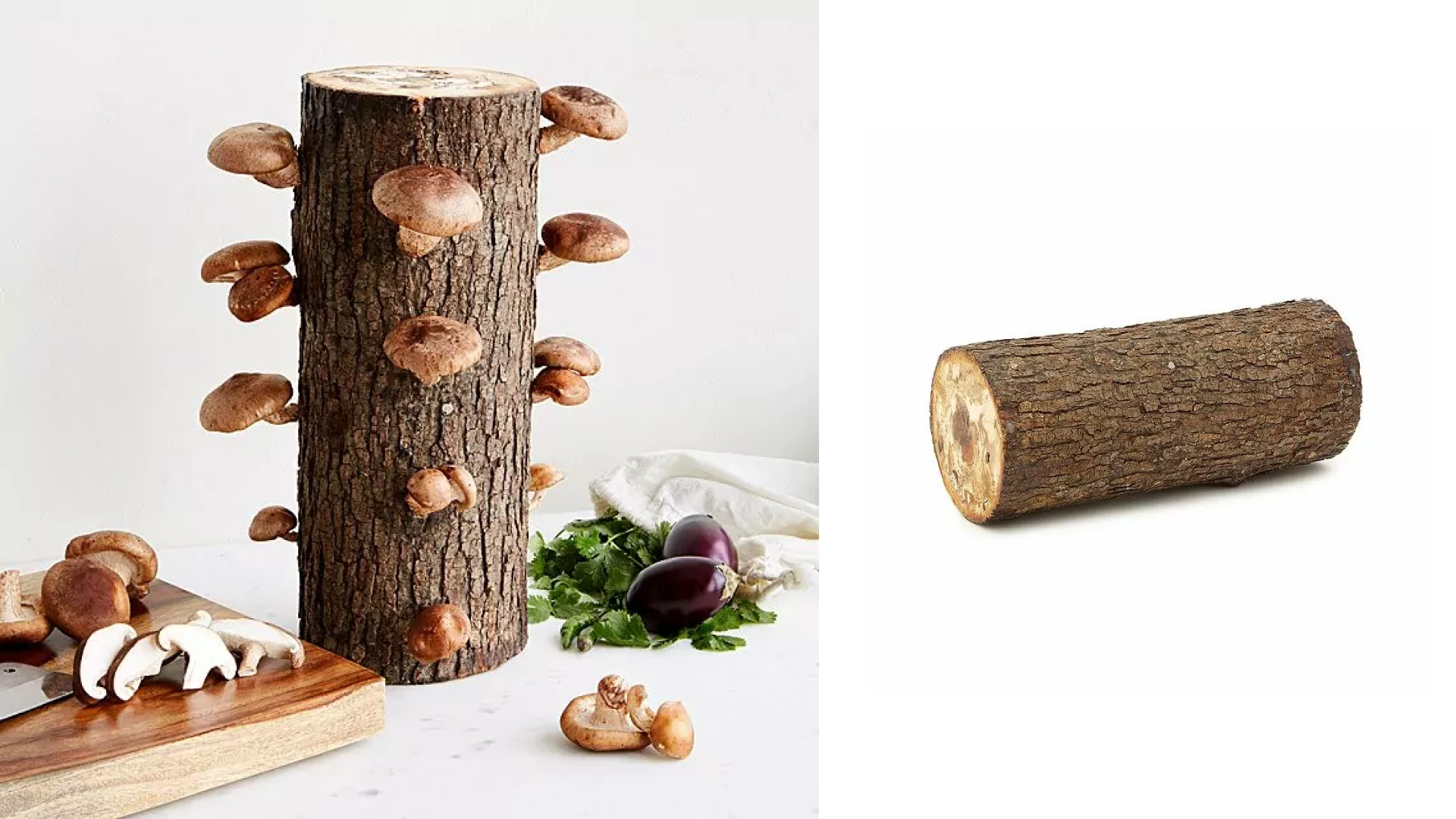 mushroom-log