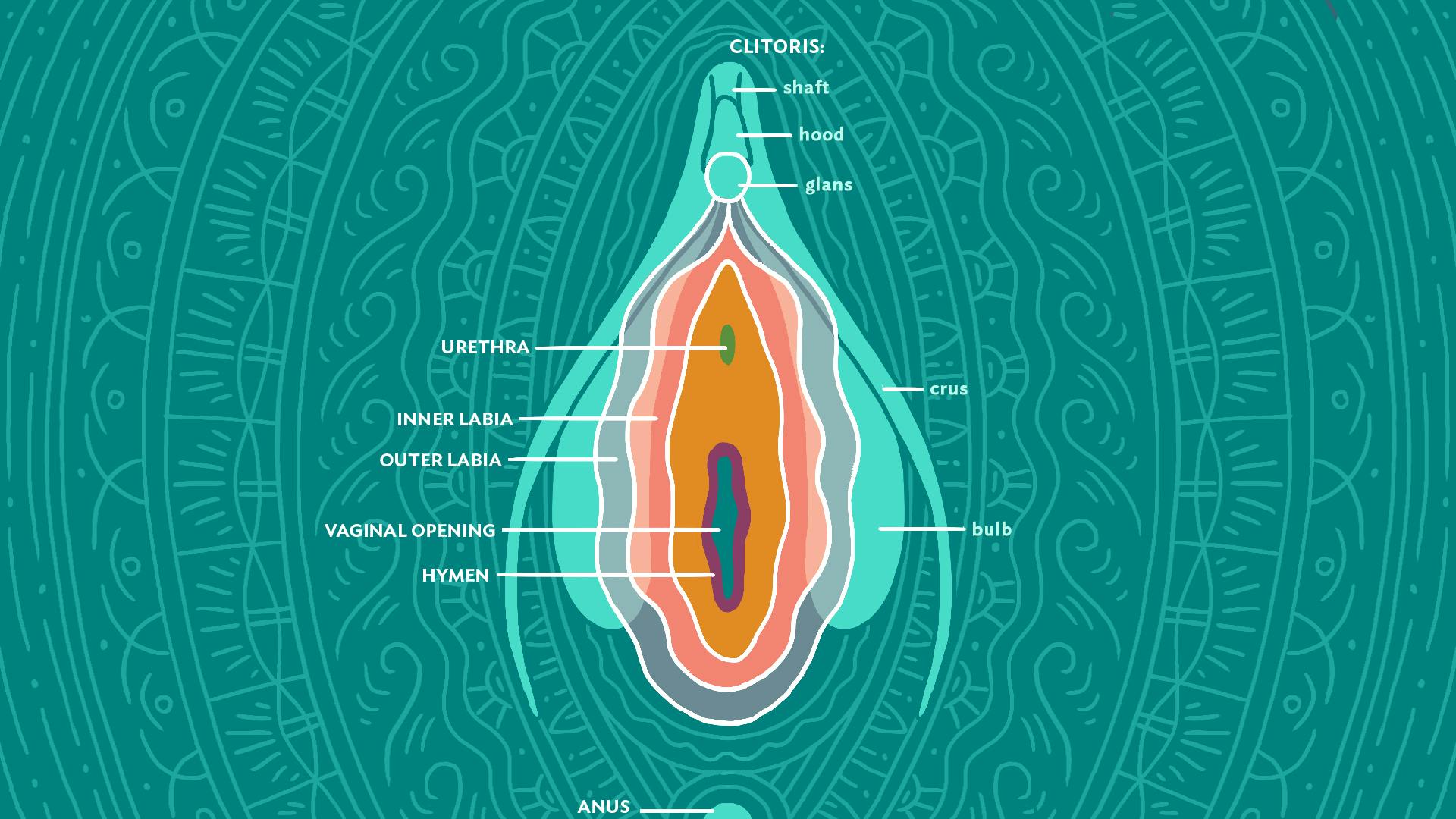 Illustration of the vulva with labeled inner and outer labia, clitoris, urethra, vaginal opening, and hymen.