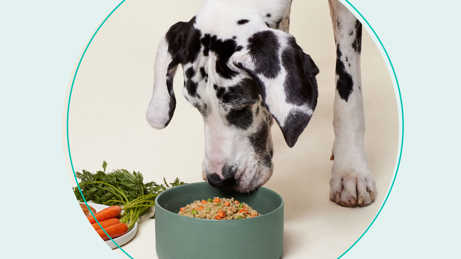 the best food subscriptions for cats and dogs