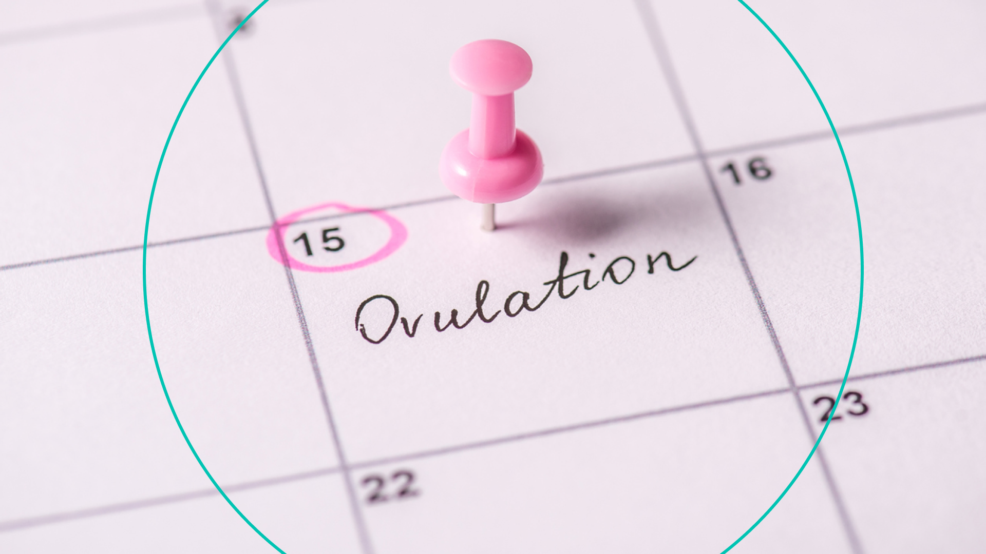 A calendar with the word "ovulation" circled on a day