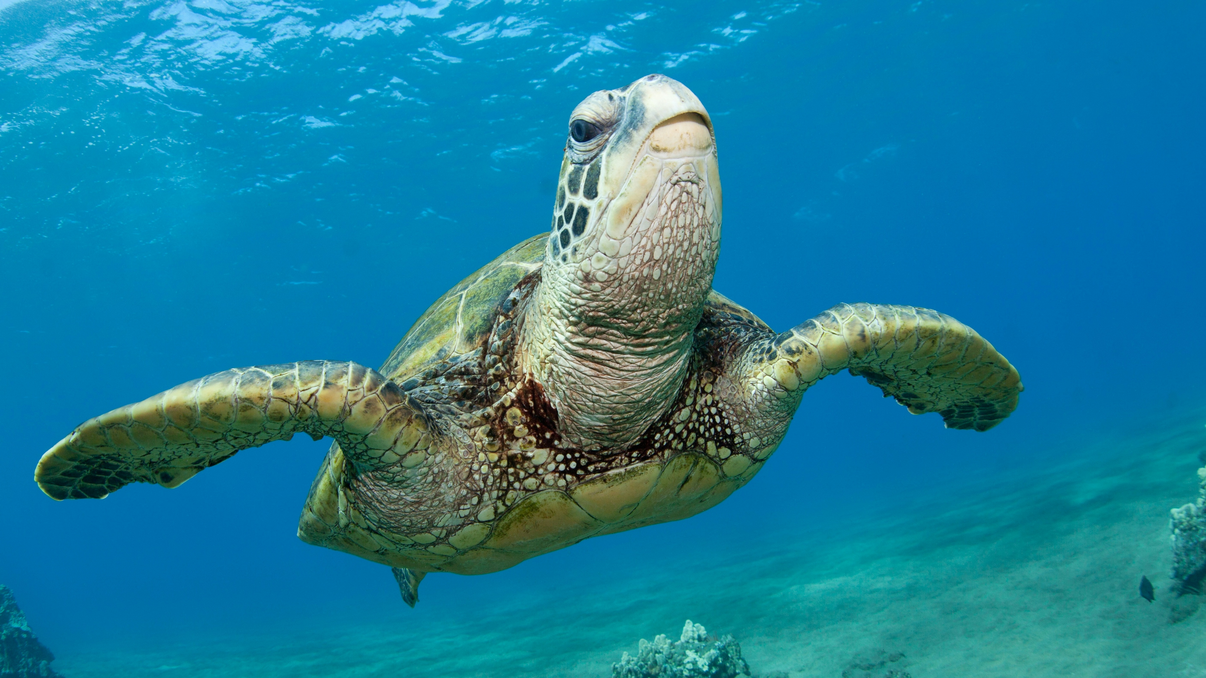 Endangered Green Sea Turtle 