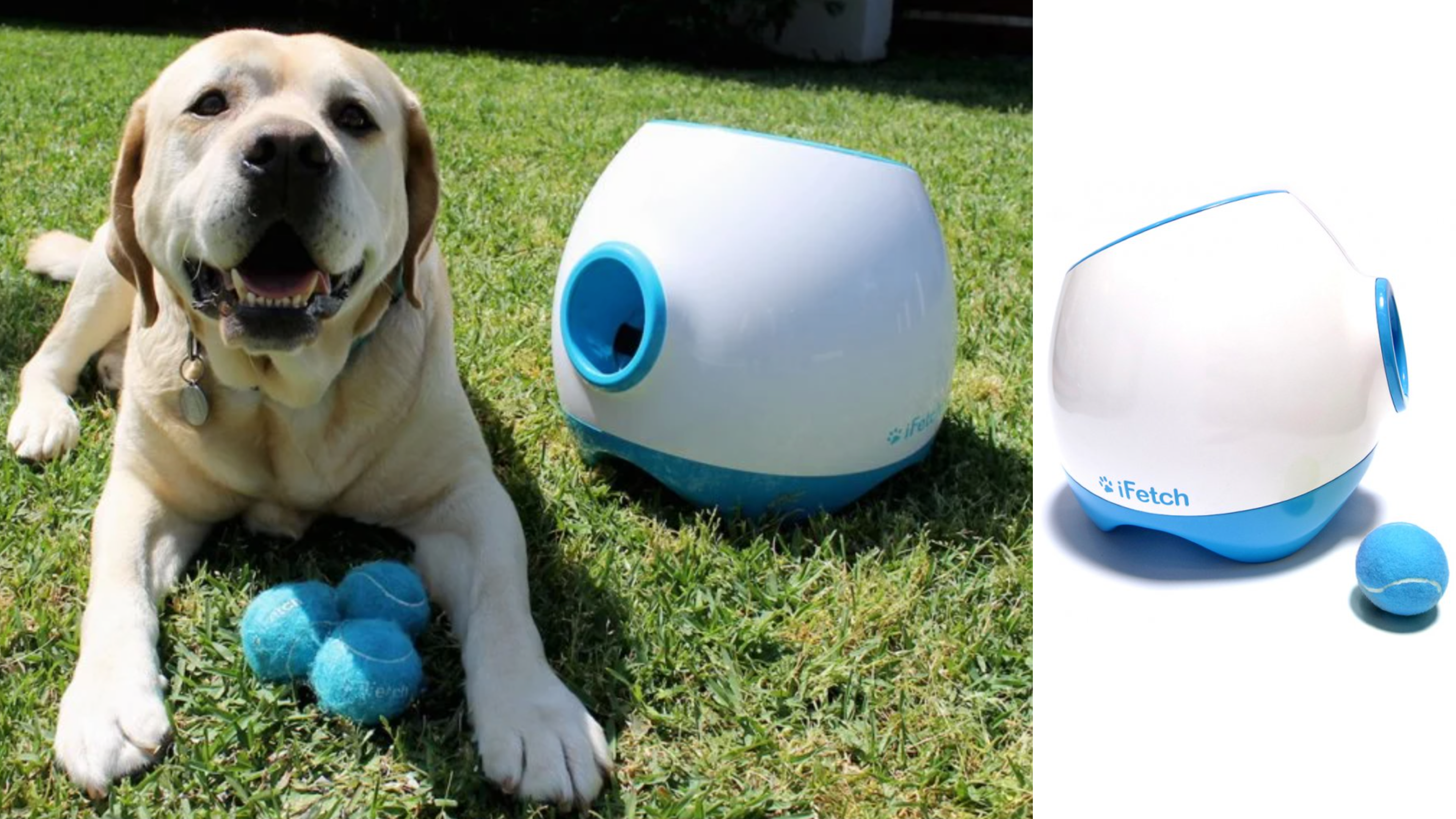 automatic ball thrower for pets who want to play fetch