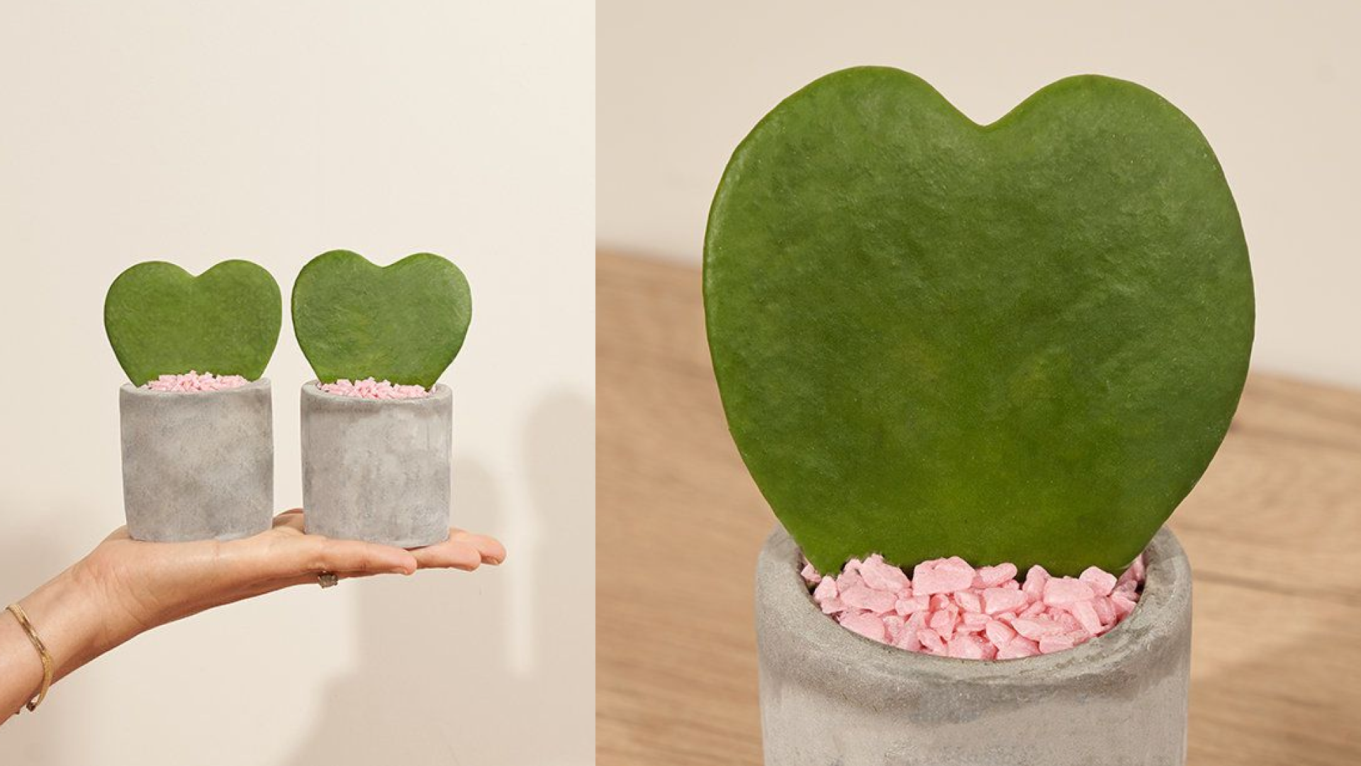 Heart-shaped hoya plants