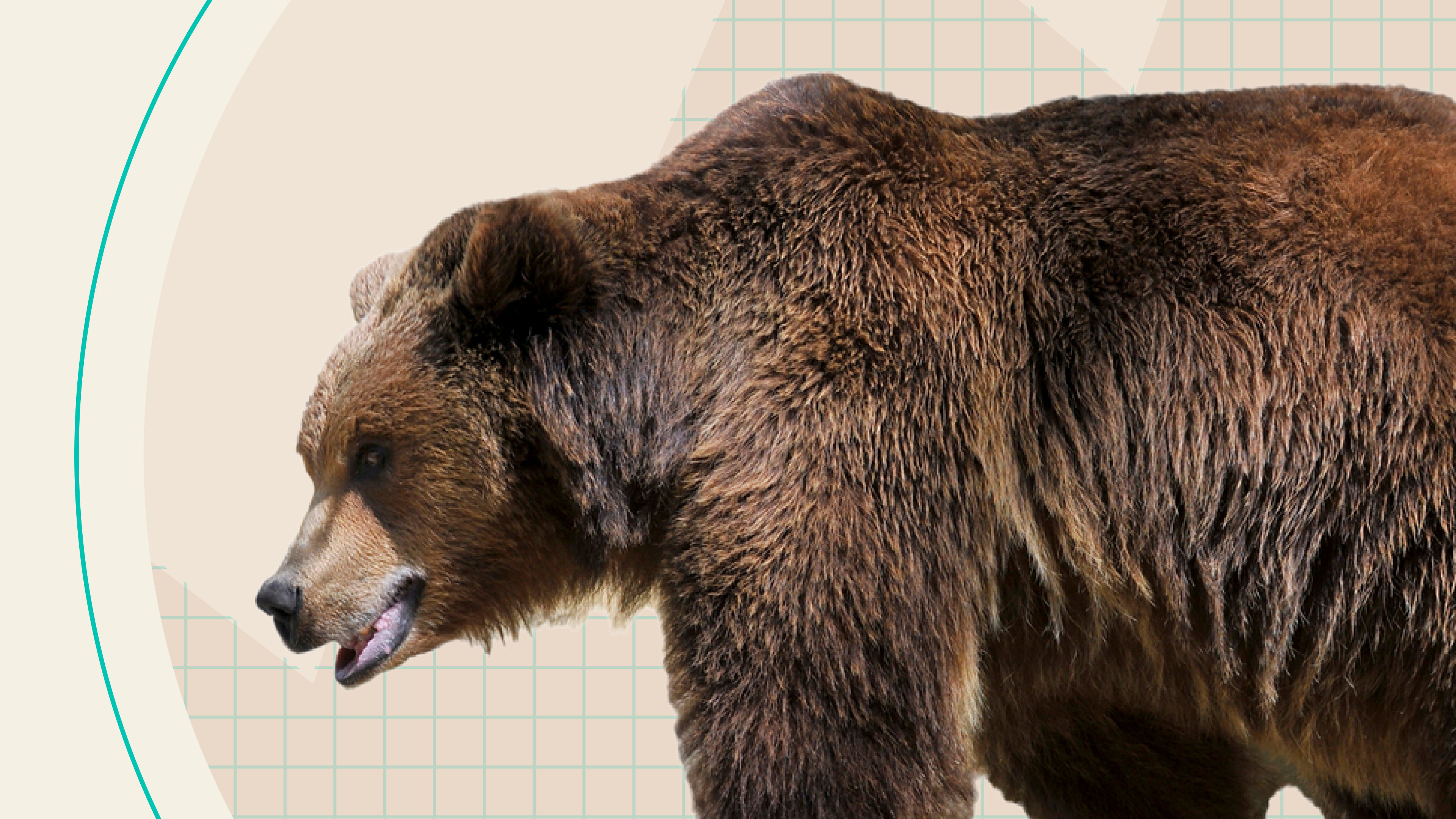 A bear in front of a market chart