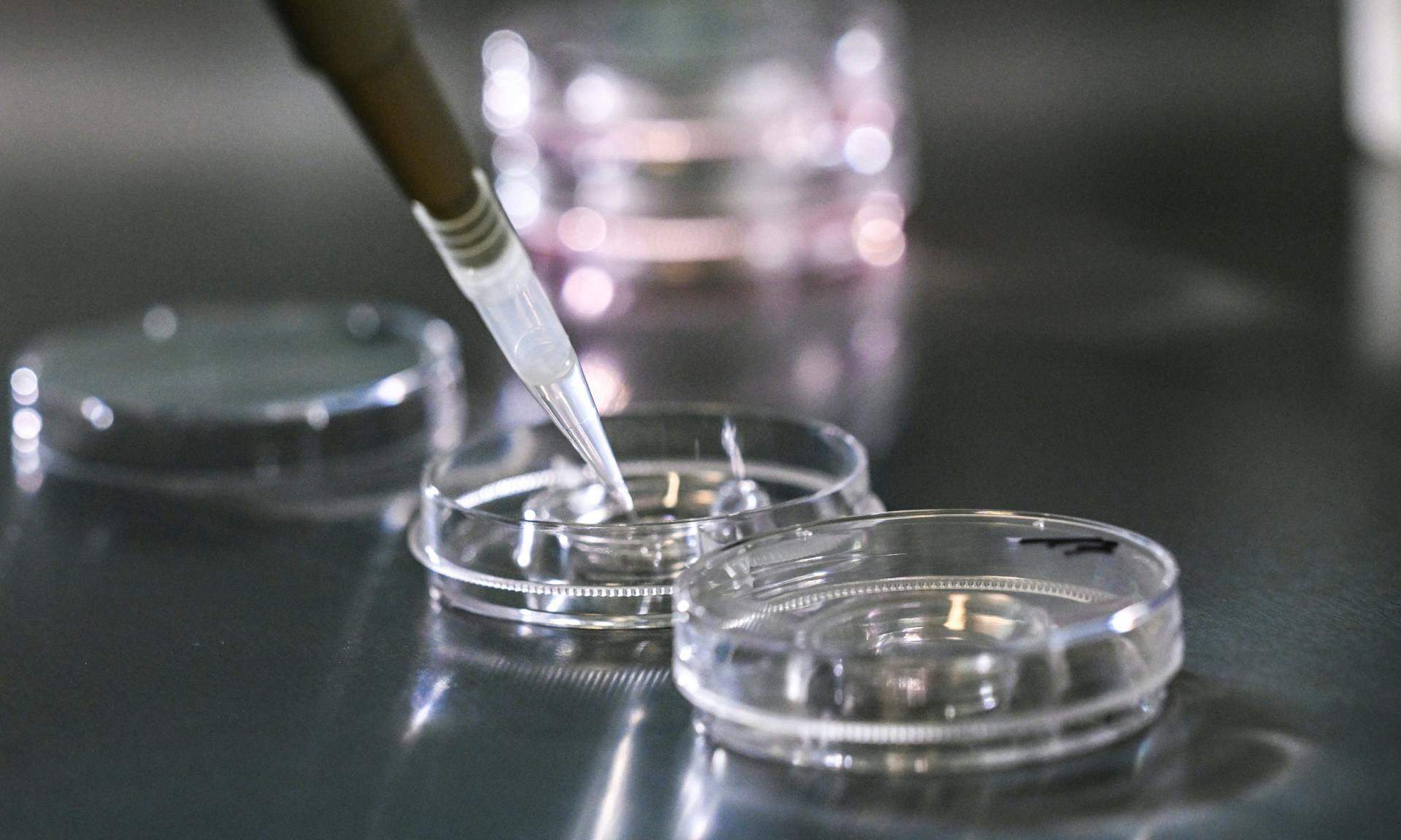Embryos in a lab