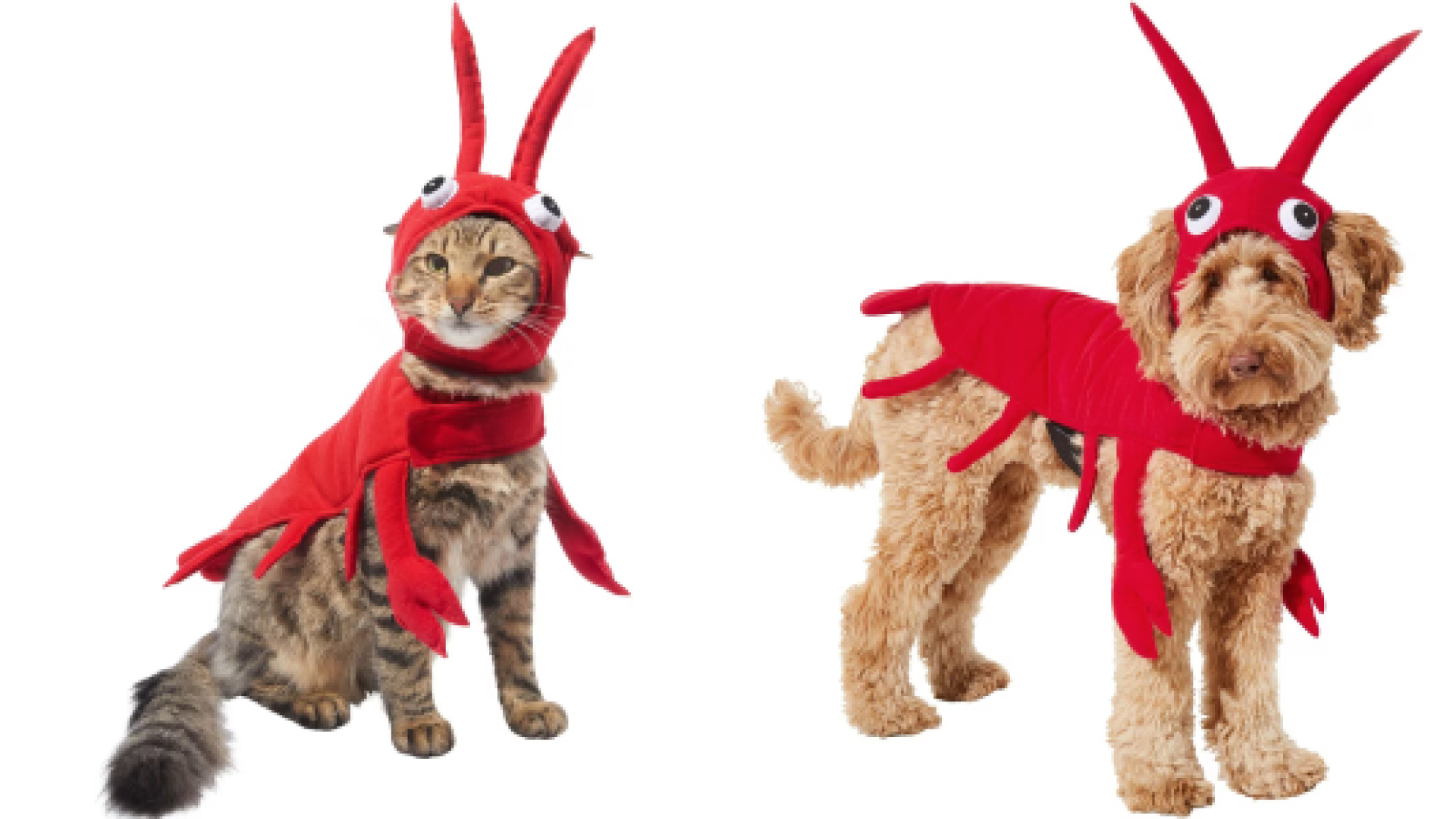 Pet costume 