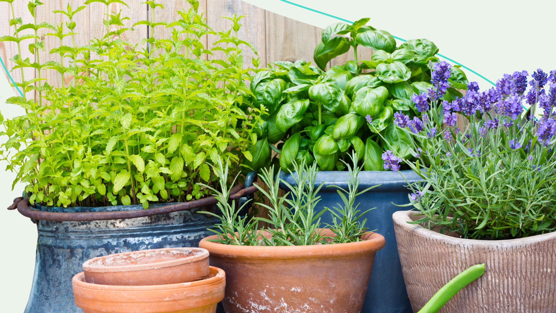 Potted Plants Gathered Together 
