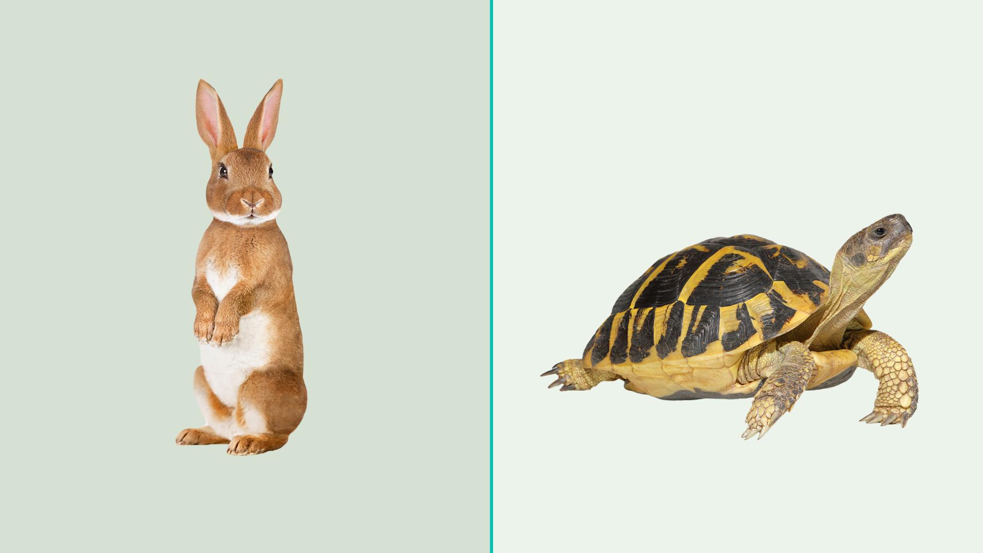 turtle and hare