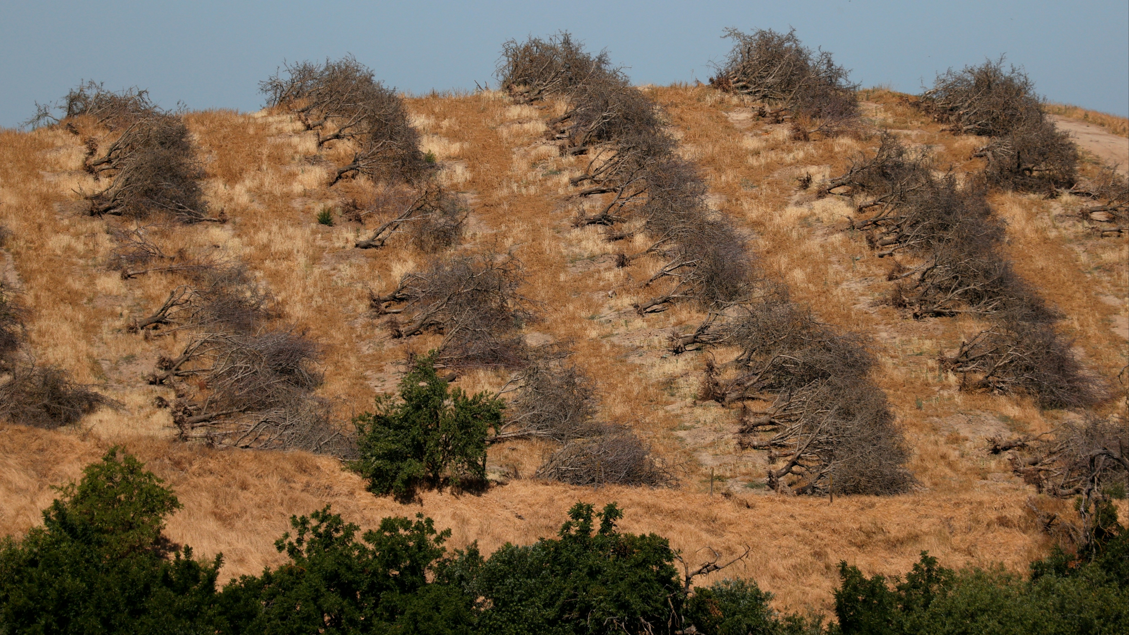 Rows of almond trees sit on the ground during an orchard removal project in California.