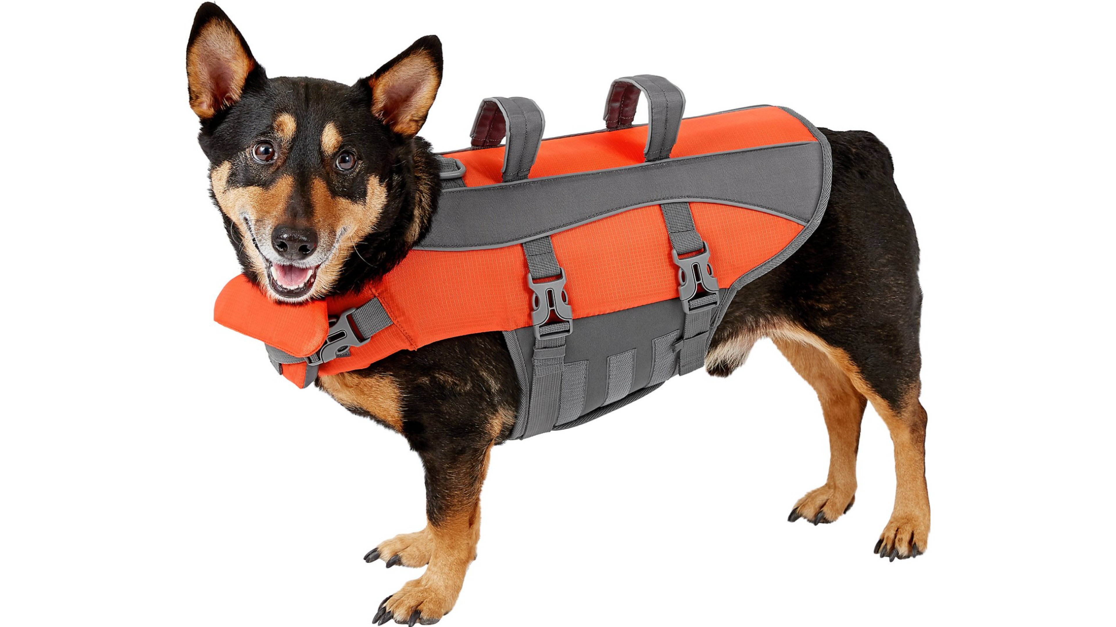 A life jacket for dogs