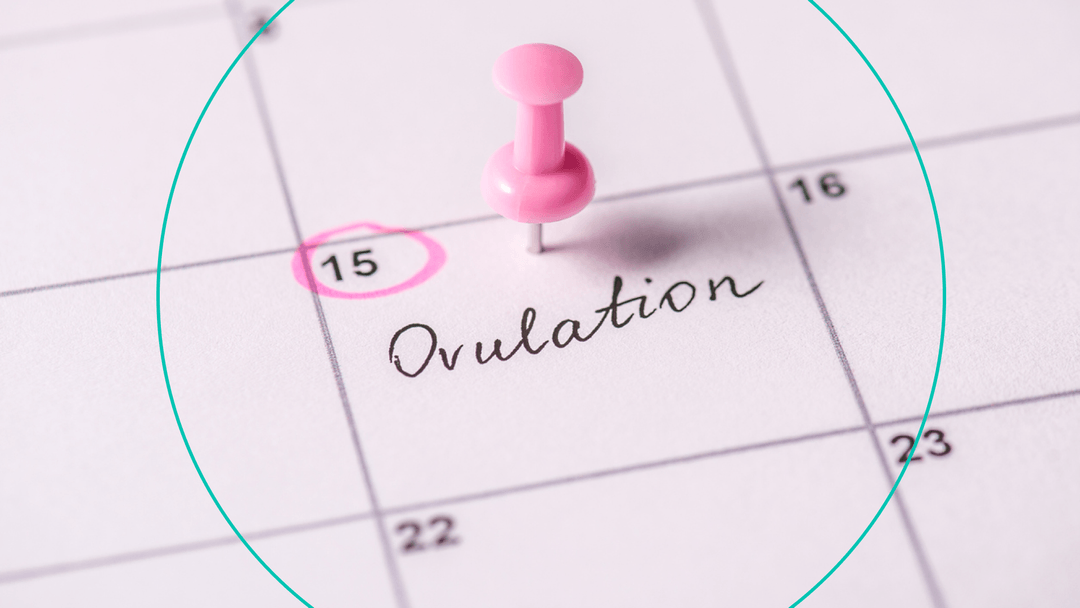Does Plan B Work During Ovulation We Asked An Expert TheSkimm Does plan b work during ovulation we asked an expert theskimm